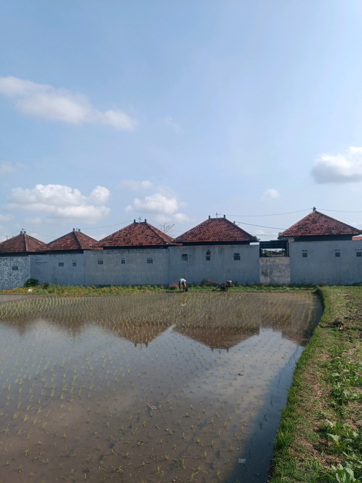 A wide shot captures a rural scene in Tabanan, Indonesia, on a bright, sunny day. The foreground is dominated by a partially flooded rice paddy, reflecting the sky and the structures behind it. Young rice seedlings are visible, planted in rows within the muddy water.
Behind the paddy, a row of identical, low-rise buildings stretches across the frame. These structures have grey, stucco walls and distinctive reddish-brown tiled, gabled roofs with decorative finials. Small, square windows are symmetrically placed on the building facades. The buildings appear to be connected by a wall, with a slightly taller, more enclosed section in the middle, possibly a gateway or utility area.
Several figures are visible working in or near the rice paddy. One individual is stooped over in the paddy, seemingly tending to the crops. Another person is near a small, red agricultural machine to the left of the central enclosed section. Further to the right, a person appears to be working in the paddy as well, with a white shirt visible.
The sky above is a clear, light blue, dotted with scattered white, fluffy clouds. To the right of the frame, the edge of the rice paddy transitions into a strip of green grass and some low-lying vegetation. The overall impression is one of agricultural activity and traditional Balinese architecture.