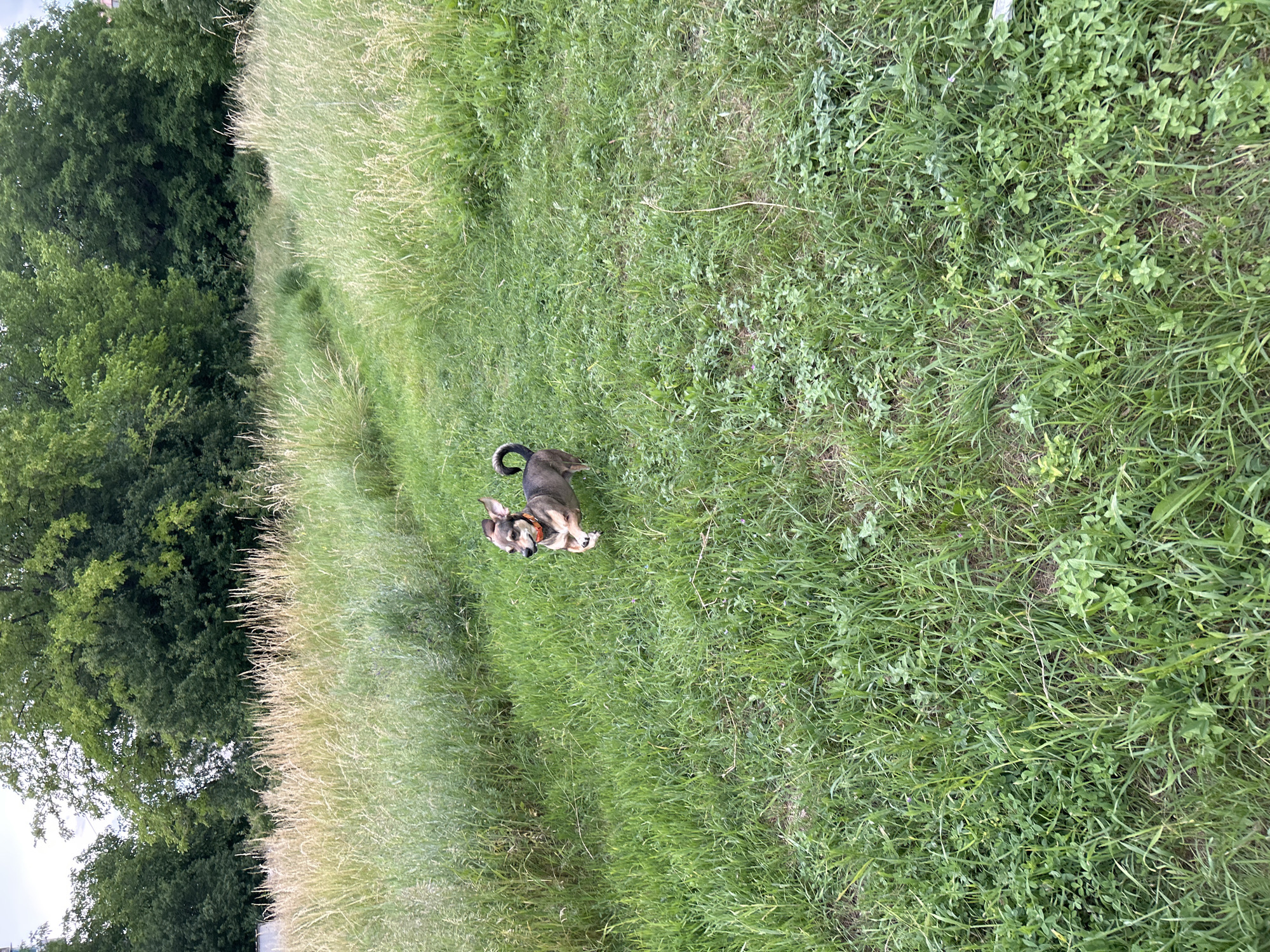 A medium shot captures a small, brown and tan dog with floppy ears running through a grassy field. The dog is wearing an orange collar and its tail is curled over its back. The field is tall and green with patches of dry grass and small purple flowers. In the background, a line of dense green trees forms a backdrop against a slightly overcast sky. The scene appears to be a rural or park-like setting within the city of Unknown, Unknown.