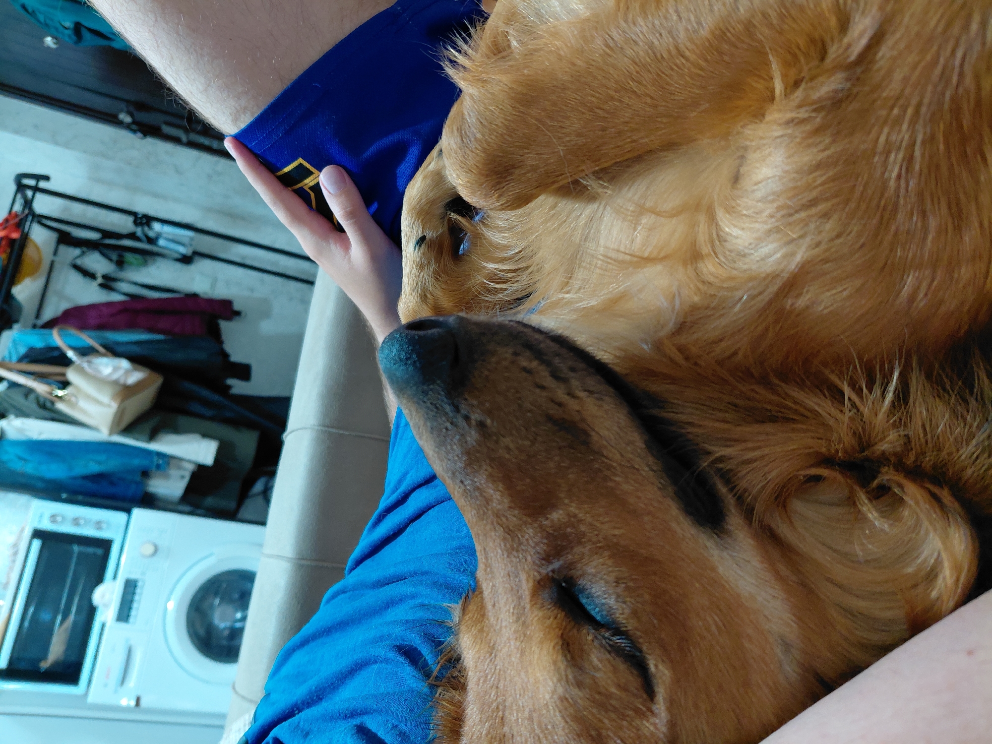The image depicts a close-up view of a dog lying on a couch next to a person. The dog, a golden retriever mix, has its eyes closed and appears to be sleeping. Its head is resting on the person's lap, and its paws are visible. The person is wearing a blue t-shirt and blue shorts. The background shows a laundry area with a washing machine and a rack of clothes. The scene appears to be indoors, in a residential setting. The location in Batumi, Georgia, is not specified within the image itself.