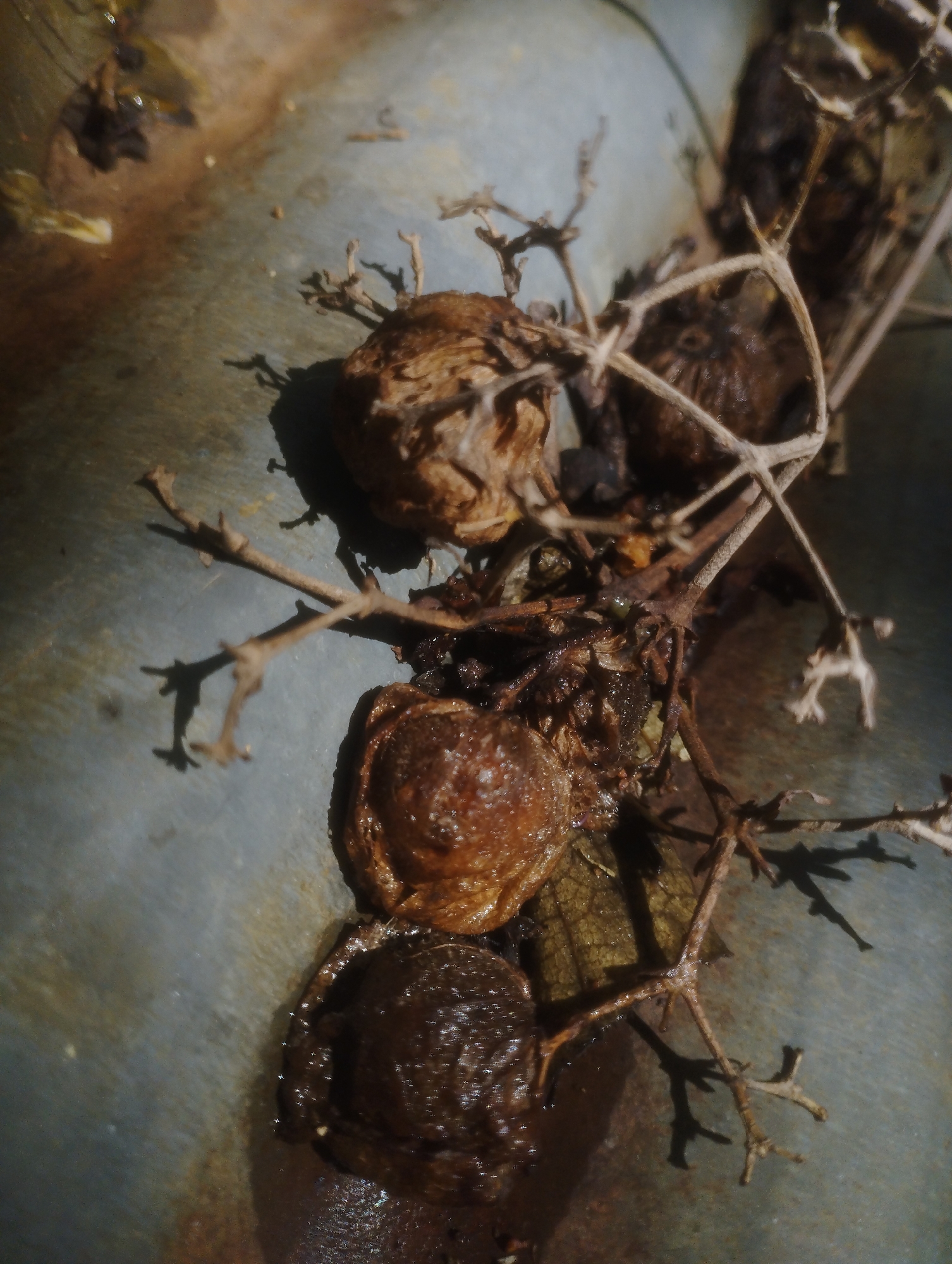 The image shows a close-up, overhead view of several small, dried, brown objects, possibly seeds or fruit, resting on a textured, grey-blue surface. These objects are clustered together, intertwined with thin, dry, twig-like branches, also brown. The lighting creates distinct shadows, indicating a strong light source from the upper right. The surface appears to be some kind of metal or plastic container, possibly outdoors in a natural or semi-natural setting within the city of Jos, Nigeria. There are no people or animals visible in the image, and no obvious actions or interactions are taking place. The overall impression is one of decay and neglect.