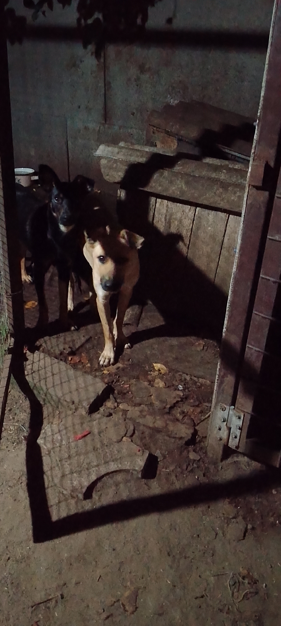 The image shows two dogs standing in a dimly lit, enclosed outdoor space. One dog, predominantly black with some brown markings on its face and chest, stands to the left. It is looking directly at the camera with its ears perked. The other dog, lighter in color with a tan coat and darker ears, stands to the right and slightly in front of the black dog. Its head is also turned towards the camera, and it appears to be looking forward.
The environment is a rustic enclosure with wooden walls and a dirt or concrete floor. There are some scattered leaves and debris on the ground. A wire mesh fence is visible on the far left. The lighting suggests it might be nighttime or an area with limited illumination. The overall impression is of a shelter or pen for dogs. There is no indication of the city of Belgorod, Russia in the image itself, nor any context that would place it there.