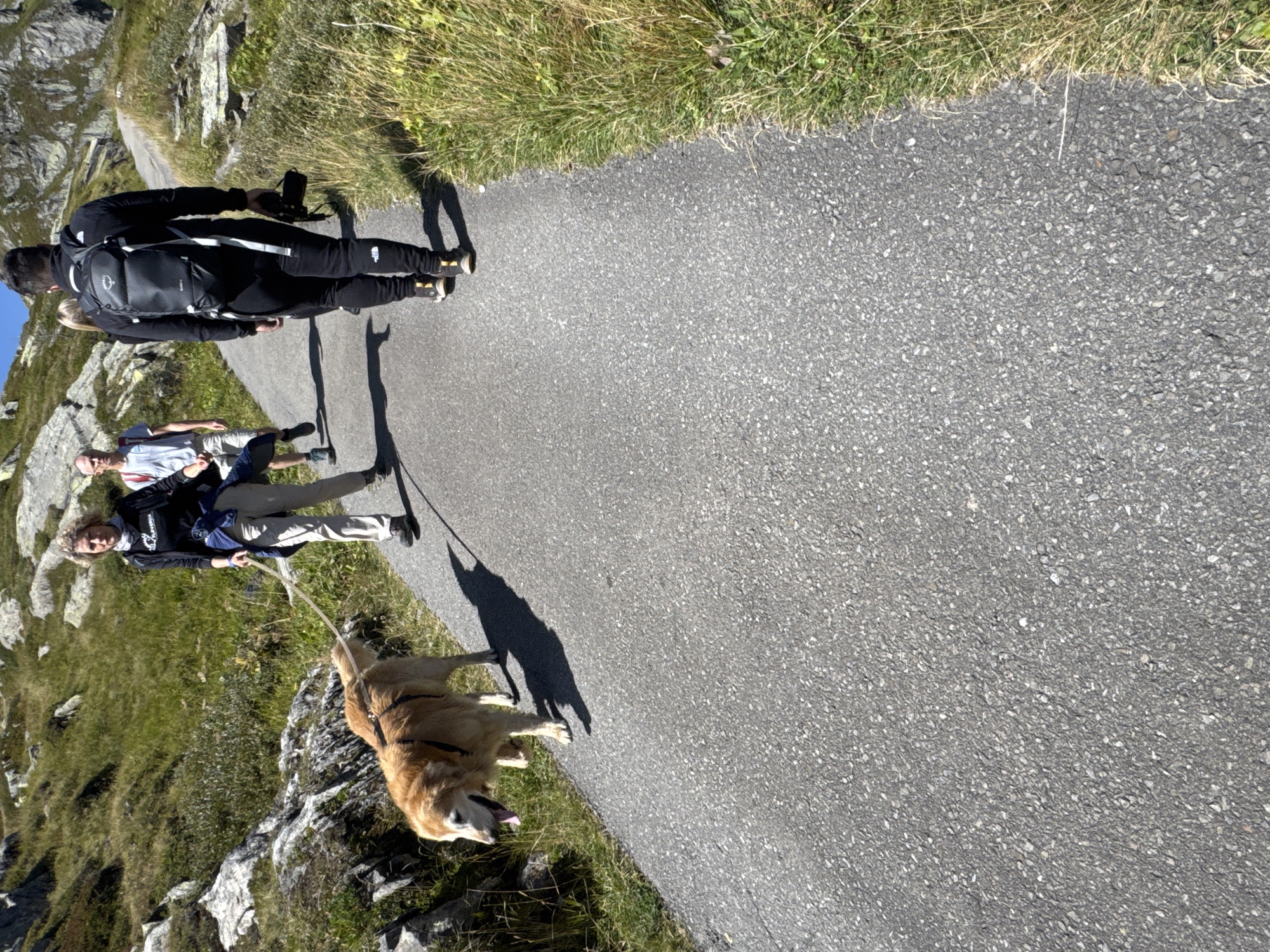 In Airolo, Switzerland, on a paved path bordered by dry grass and rocky terrain under a clear sky, a golden retriever dog walks on a leash held by a woman wearing a black t-shirt and light-colored pants. The woman is in the foreground, followed by another woman and two men walking further up the path. One of the men carries a backpack and a camera. The scene depicts a leisurely walk in a mountainous outdoor environment.
