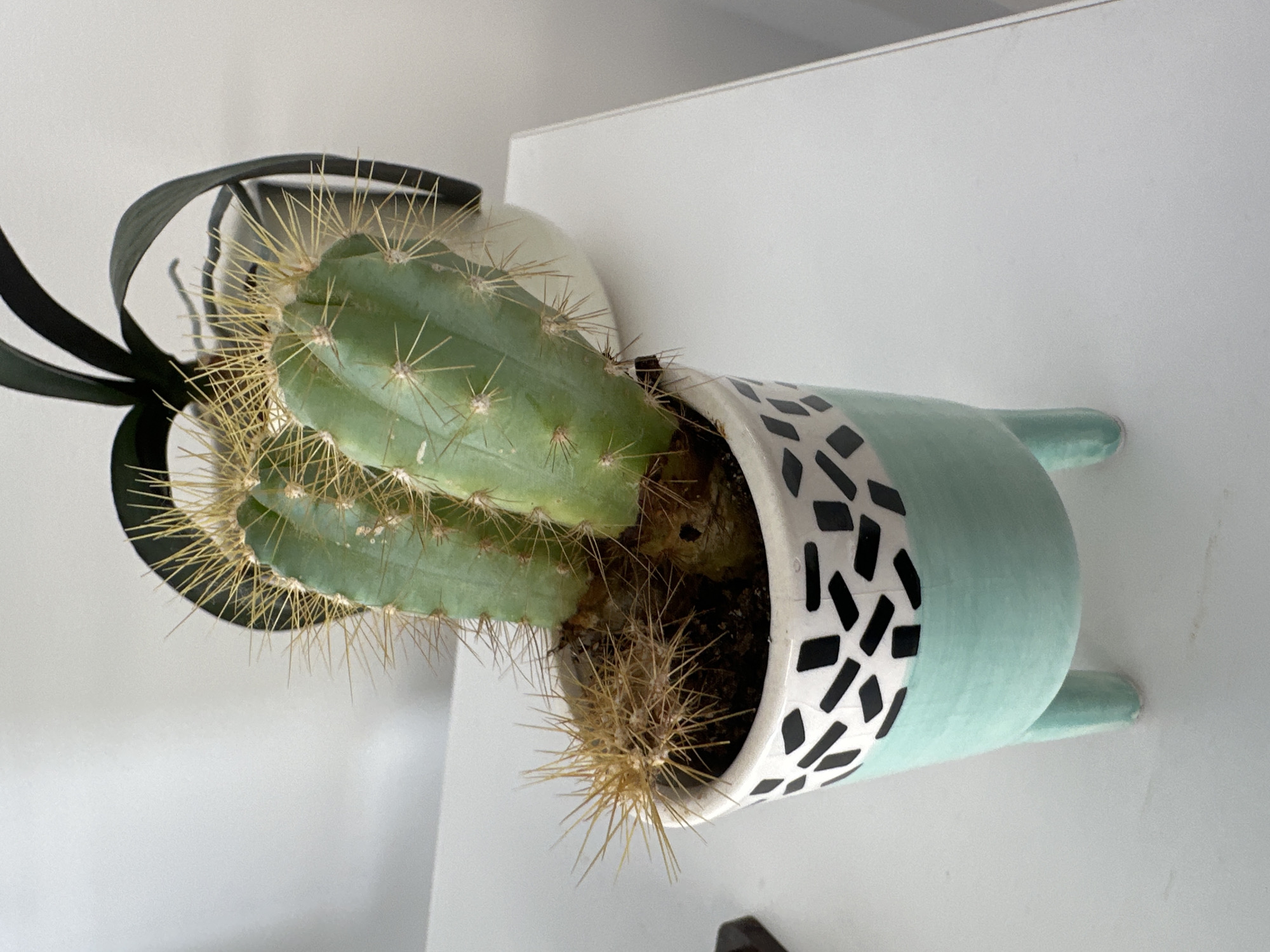 An indoor close-up shot depicts a potted cactus with two prominent green stems and a smaller, dried stem, resting on a white surface, likely a table. The cactus is housed in a light blue ceramic pot adorned with a black and white geometric pattern. The pot has three short legs. Behind the cactus, a dark, curved object, possibly part of another plant or a decorative item, is visible. The background consists of a plain white wall. The lighting is even and appears to be natural, casting soft shadows. No individuals are present in the image. The scene is devoid of any context linking it to Łódź, Poland.