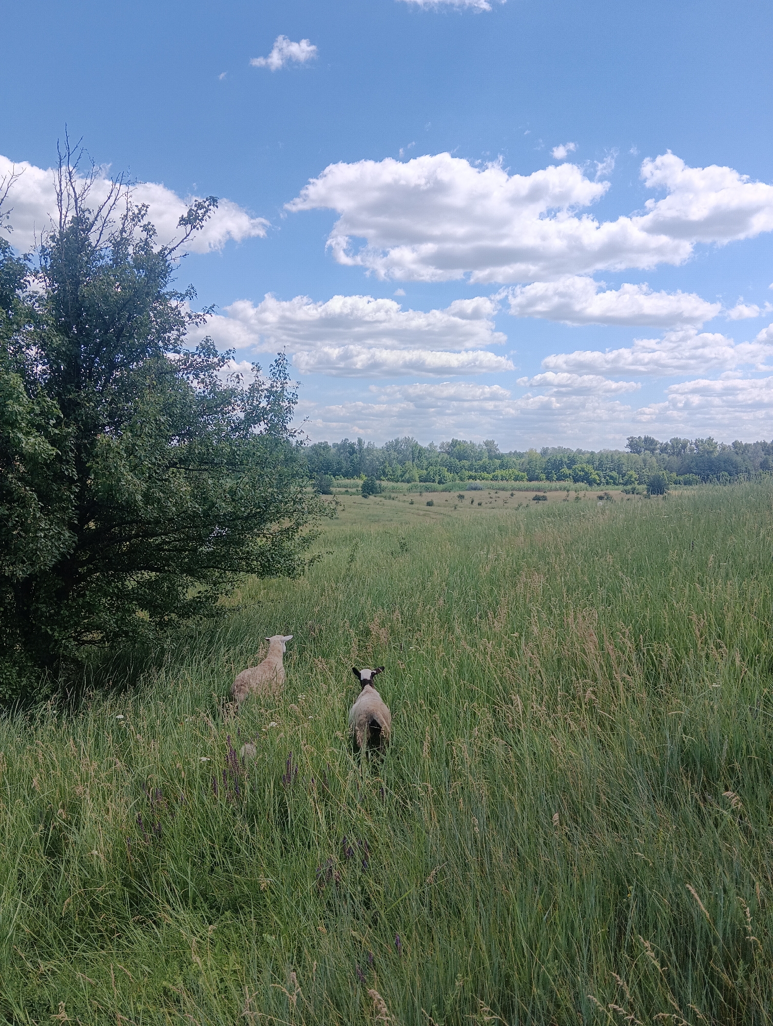 The image depicts a pastoral scene with two sheep grazing in a tall, green grassy field under a bright blue sky dotted with fluffy white clouds. To the left, a large, leafy green tree stands prominently, its branches reaching towards the sky. The field extends into the distance, where a line of trees forms the horizon. One sheep, lighter in color, is positioned further back in the field, facing away from the viewer. The second sheep, with a black face and legs, is closer to the foreground and also facing away. The grass is interspersed with small, purple wildflowers. The overall impression is one of tranquility and natural beauty in a rural setting.