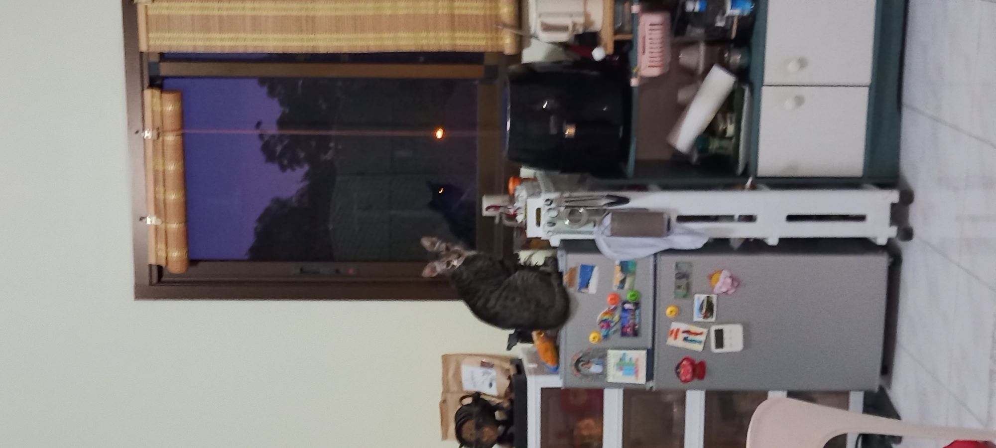 The image, rotated 90 degrees clockwise, depicts an indoor scene, likely a kitchen or utility area, at dusk or night in Baan Chaloklum, Thailand. A striped tabby cat is perched on top of a grey refrigerator, its head turned towards a window, seemingly observing something outside. The refrigerator is adorned with numerous magnets, stickers, and small items.
Above the refrigerator, a white shelving unit holds various objects, including kitchen utensils and a white cloth. Further up, another cabinet or shelf unit is visible, featuring white drawers or doors on the right and a black air fryer, containers, and a pink basket on the left. A light-colored chair is partially visible in the bottom right corner of the frame.
Through the window, a dark exterior with tree foliage is visible, indicating nighttime. A distinct horizontal orange light streak crosses the windowpane. Intriguingly, in the reflection or outside the window, the silhouette of another dark-colored cat with glowing yellow eyes can be discerned. The window has a dark brown frame, partially covered by a bamboo-style blind at the top. On the left side of the window frame, a stack of decorative, book-like objects is attached vertically. The room's wall to the left is a plain light beige. The overall atmosphere is quiet and domestic, with the two cats providing a focal point.