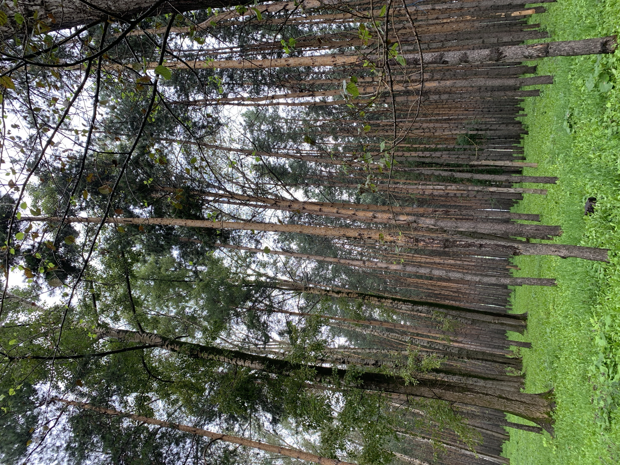 The image depicts a dense forest with tall, slender trees and a carpet of lush green grass on the ground. The trees are predominantly pine and birch, with some deciduous trees interspersed. The lighting suggests an overcast day. In the lower left quadrant of the image, a dark-colored object resembling a small animal or a shadow is visible on the grass. The scene appears to be a natural woodland area. There is no indication of the city of Prokopyevsk, Russia, within the image itself, nor any elements that specifically place it there.