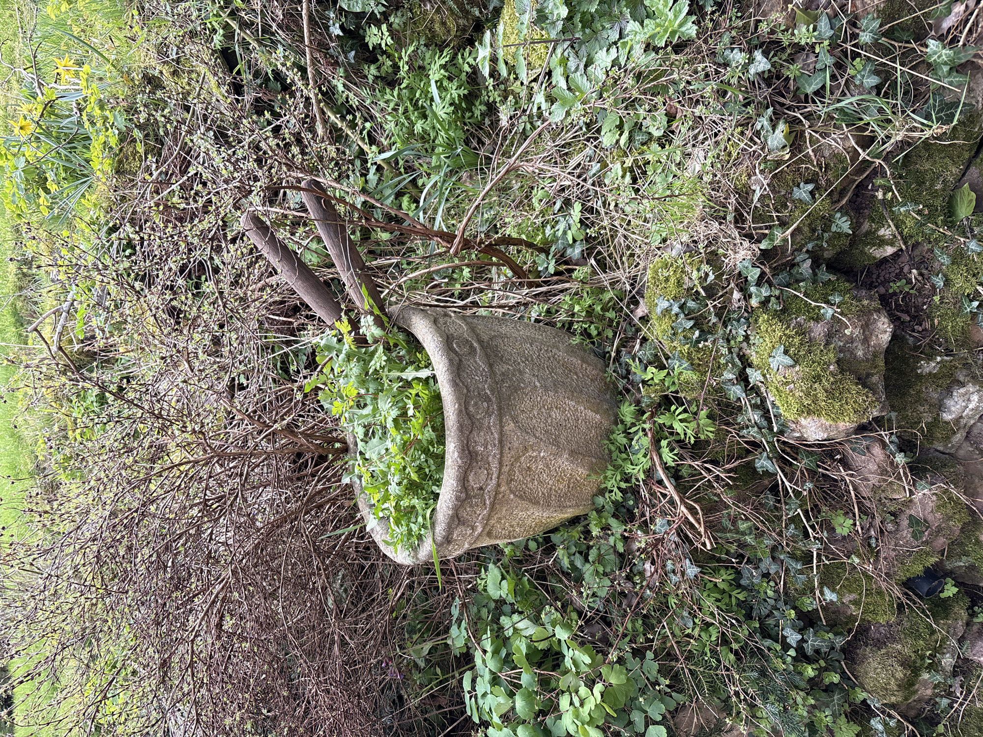 The image depicts an overturned, weathered concrete planter filled with green plants amidst a wild, overgrown garden setting. Dry, bare branches surround the planter, merging with a mix of ground cover plants including ivy and other leafy greens. Rocks covered in moss are visible on the right side. This scene appears to be in an untended area, likely in a garden. The location is Church Pulverbatch, United Kingdom.