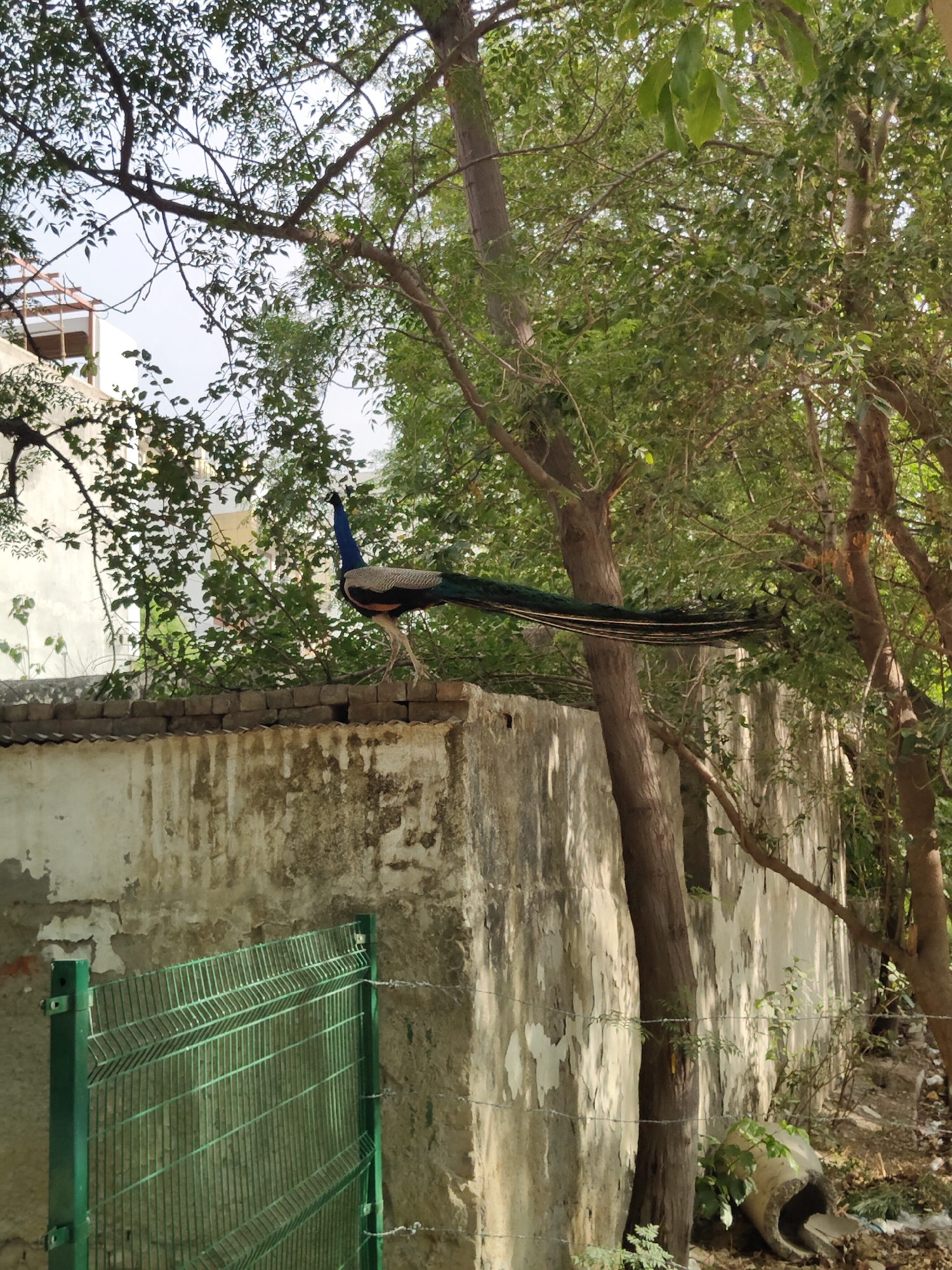 A peacock with iridescent blue and green plumage stands on top of a crumbling, pale yellow concrete wall. Its long tail feathers drape over the side of the wall and extend horizontally across the scene. The peacock is facing to the left, its head held high. Behind the wall, dense green foliage from trees obscures much of the background. To the left, a white building with scaffolding is partially visible through the leaves. In the foreground, a bright green metal fence runs horizontally across the bottom of the image. The scene appears to be an outdoor urban environment, possibly in Gurgaon, India, given the context. The light suggests it is daytime.