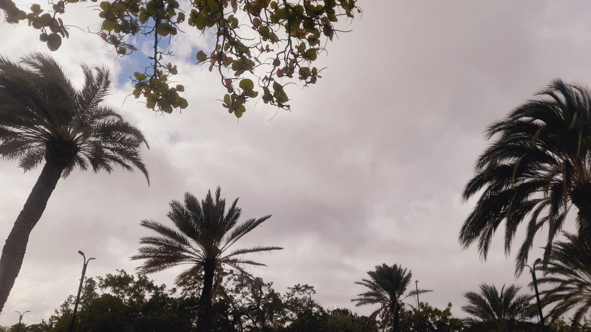 The image displays a view looking upwards at palm trees and branches against a cloudy sky. The scene is situated in the city of Pedro González, Venezuela, evident from the presence of distinctive tropical vegetation. Several palm trees are visible, with their fronds silhouetted against the overcast sky. One large palm tree dominates the left side of the frame, with its trunk extending from the bottom edge upwards. Another palm tree is positioned on the right, and two smaller ones are visible in the background. Overhanging the scene from the top are the branches of a deciduous tree with small, light-green leaves and some reddish fruit. A street lamp is partially visible in the lower left portion of the image, suggesting an urban or suburban environment. The overall atmosphere is somewhat muted due to the cloudy sky. There are no people or animals in the frame.
