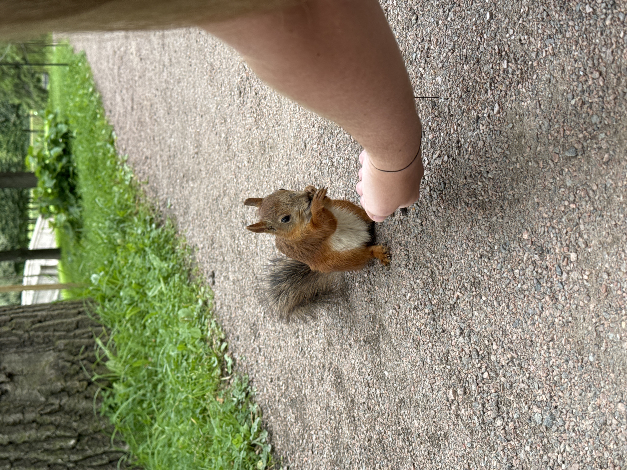 In the city of Pushkin, Russia, a squirrel is being fed by a person's hand on a gravel path. The squirrel is small and reddish-brown with a bushy tail, and it is holding a piece of food in its paws, eating it. The person's arm and hand are visible, with their fingers extended to offer the food. The path is covered in small gray and pink gravel. To the left of the path is a grassy area with green grass and a large tree trunk with rough bark. In the background, more greenery and trees are visible, as well as a white structure that appears to be part of a building or monument. The overall scene suggests a park or outdoor recreational area.