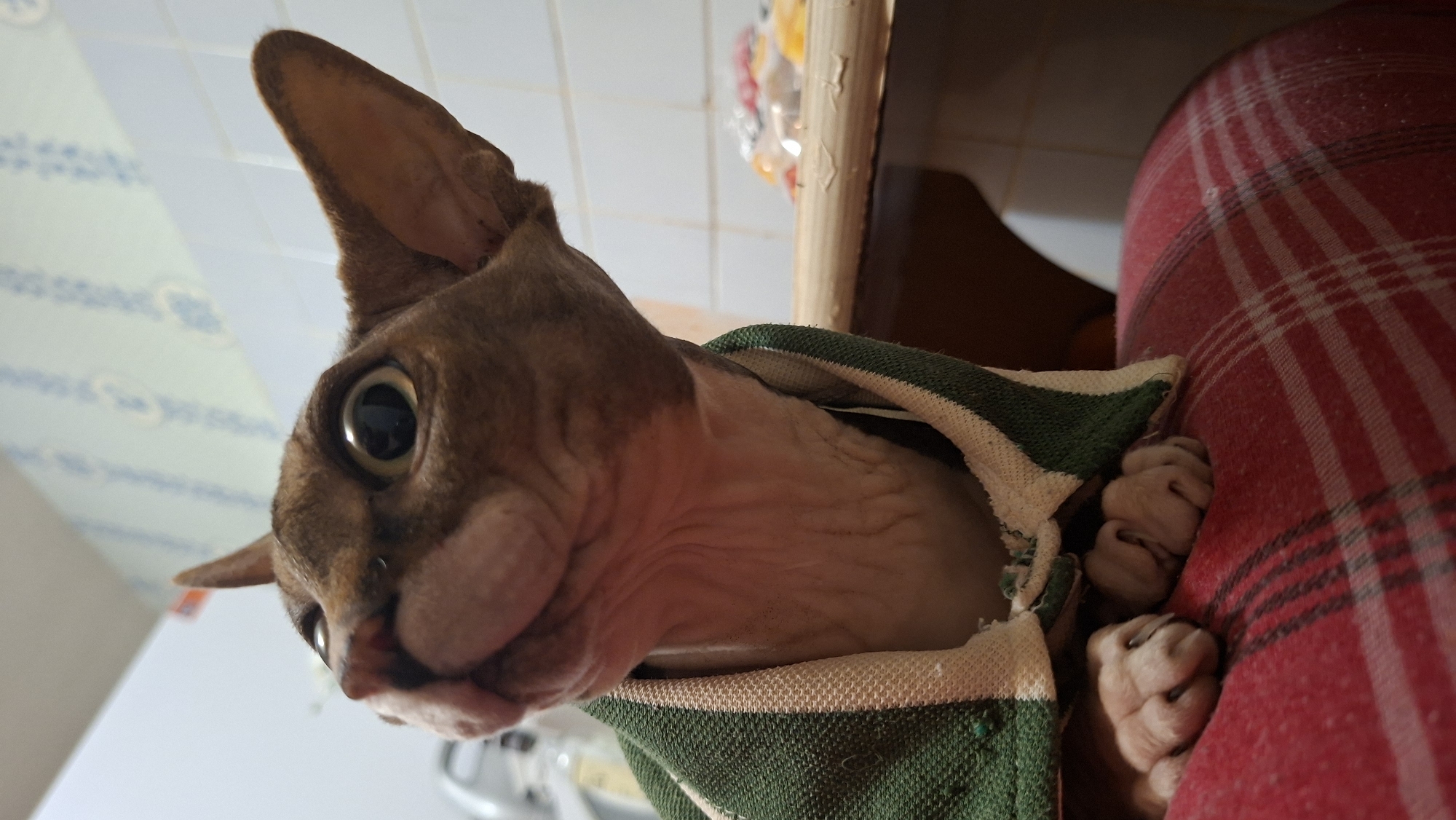 A tan Sphynx cat is partly concealed in what appears to be a striped green and white towel or blanket. The cat's face and ears are visible, and it has large eyes. Part of the cat's paws can be seen on the right side, pressed against a red and white plaid surface. Behind the cat, there's a wooden post and a background with tiled walls. The location is not discernible based on the image alone.