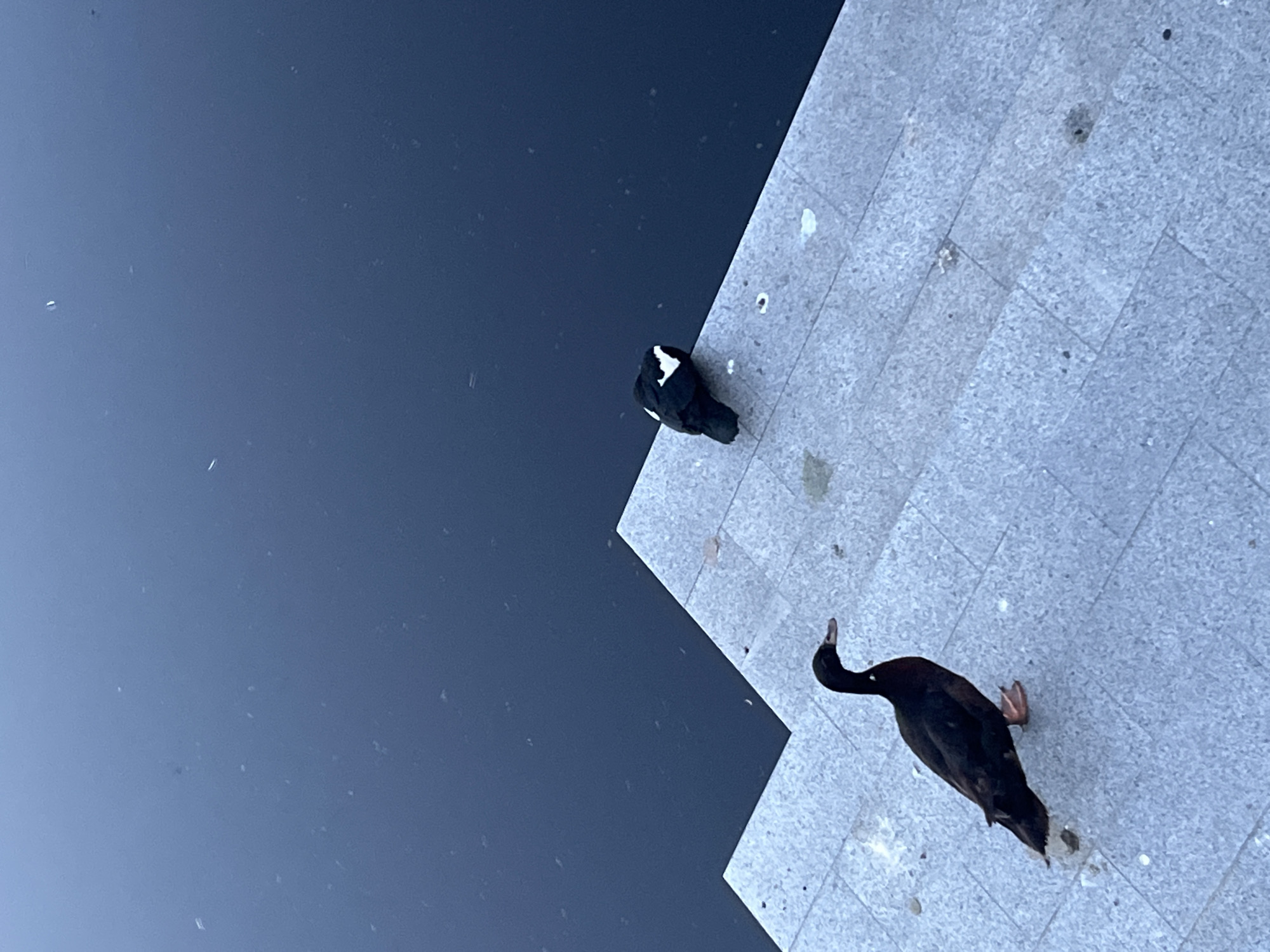 Two ducks are visible on a stone-tiled embankment next to dark water. In the foreground, a solid black duck with orange feet stands facing left. In the background, a duck with black and white plumage is facing away from the viewer. The water appears calm and reflects the sky. The scene is observed from a high angle. The location is the embankment of the Dnipro River in Dnipro, Ukraine.
