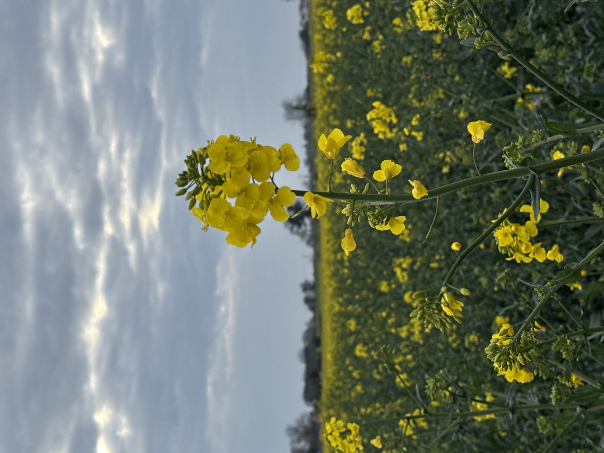 The image depicts a field of yellow rapeseed flowers under a cloudy sky. A close-up of a blooming rapeseed plant is in the foreground. The field stretches into the distance, blurring near the horizon where the sky meets the ground. Trees are visible on the horizon. The image does not provide enough information to confirm that the image was taken in the city of Great Yarmouth, United Kingdom.