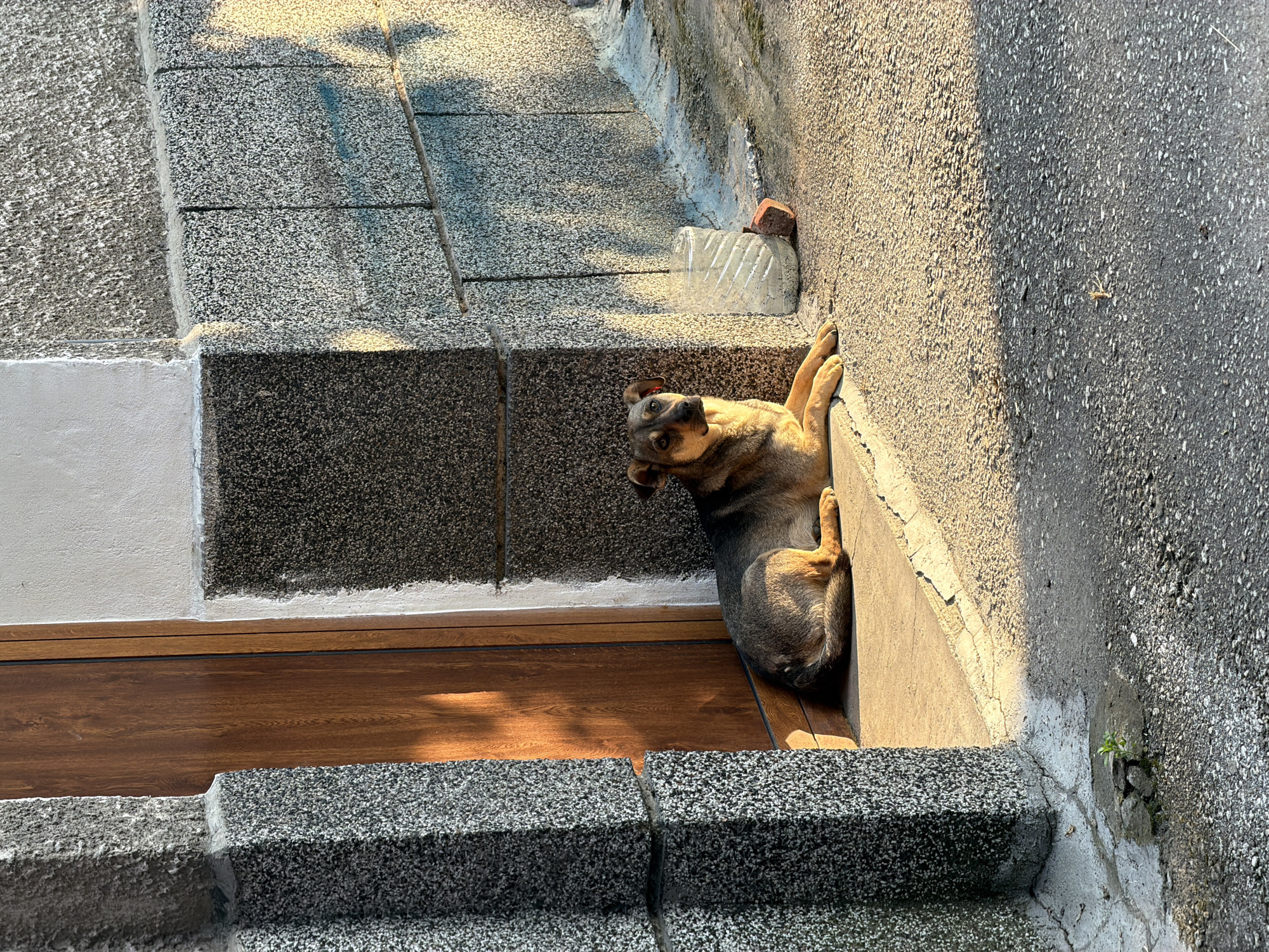 In Pazardzhik, Bulgaria, a medium-sized dog with brown and black fur lies on a concrete ledge in front of a wooden door. The dog is positioned on the right side of the frame, facing towards the viewer with its head slightly turned. It appears to be resting in the shade of an overhang, with sunlight casting strong shadows on the wall and ground. The wall is constructed of rough, grey stone blocks, and the ground is asphalt. To the right of the dog, there is a clear plastic bottle lying on its side and a small piece of brick. The overall scene suggests an outdoor setting on a street or alleyway.