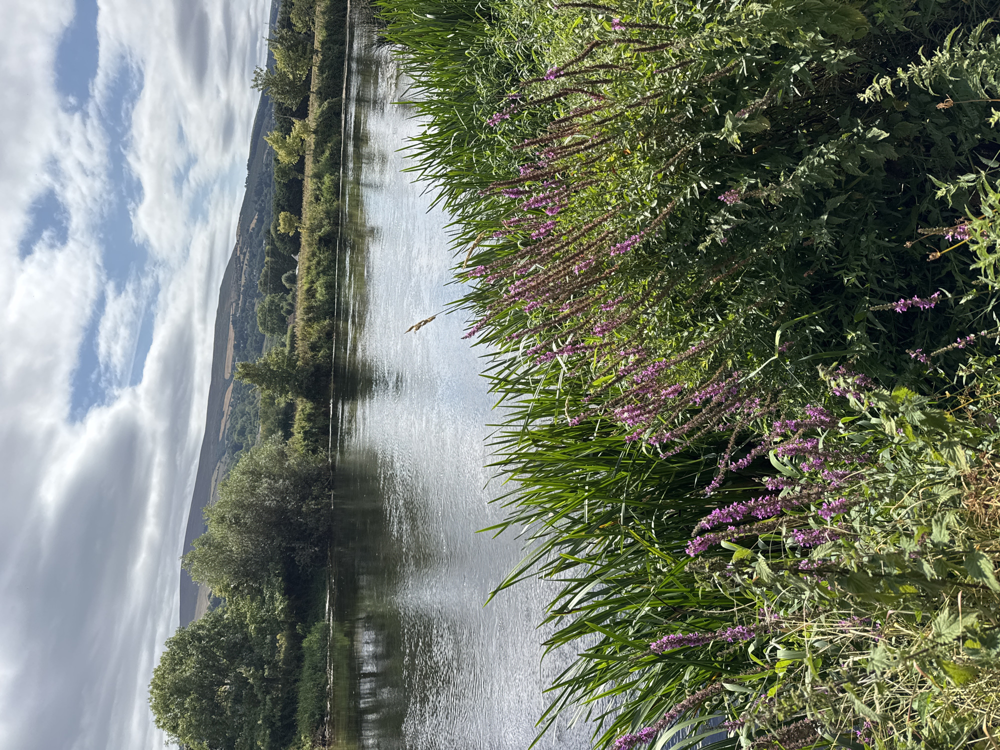 This image depicts a serene river scene with lush vegetation in the foreground and a gently rolling hillside in the background. The river, a prominent feature, reflects the sky and surrounding trees, its surface rippled by a light breeze. Tall green reeds and flowering purple plants line the riverbank, creating a vibrant and textured foreground. In the middle ground, deciduous trees with full green canopies stand along the opposite bank. The background consists of a large hill covered in a mix of trees and fields, suggesting a rural or semi-rural setting. The sky above is partly cloudy, with patches of blue sky interspersed with white, fluffy clouds. The overall impression is one of natural beauty and tranquility. This scene is consistent with views along the River Suir in Clonmel, Ireland, particularly in areas with established riverbanks and accessible natural landscapes.
