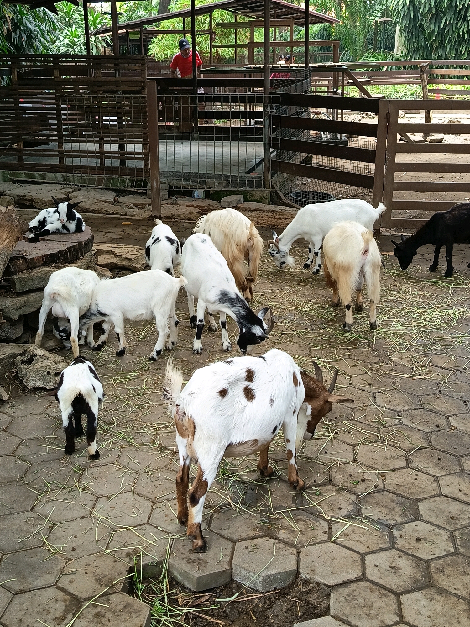 The image captures a scene at a goat farm in Yogyakarta, Indonesia, likely a tourist attraction given the presence of a feeding area and an enclosure. Several goats, varying in color from white to black and brown, are scattered across a hexagonal paved area. Some goats are standing and grazing on scattered hay, while others are resting. In the background, a wooden fence separates the goats from a path where a person in a red shirt and a cap is visible, seemingly interacting with the goats or supervising. The environment appears to be an outdoor enclosure with some wooden structures and greenery, suggesting a rural or semi-rural setting within the city.