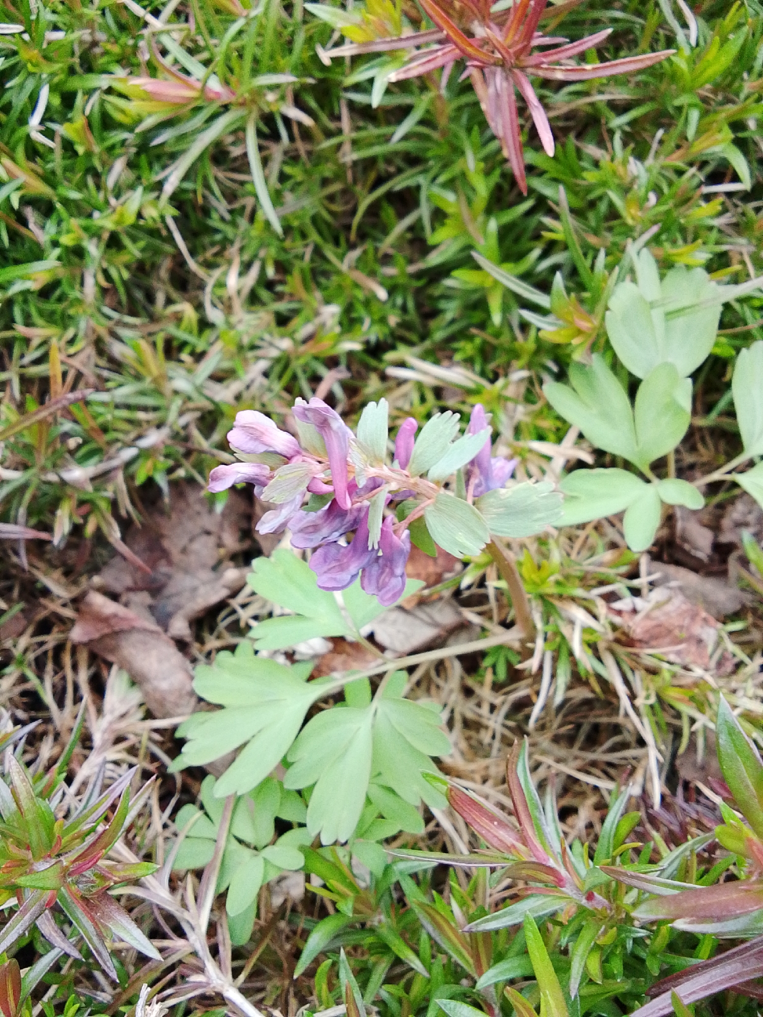 The image shows a close-up view of vegetation, specifically a cluster of purple flowers and green leaves. The flowers are arranged in a spike or raceme. The leaves are palmate, with three leaflets each. Other types of vegetation are also visible, including some with reddish tints. A few dead leaves are scattered on the ground. The location is reported to be Khlevnoye, Russia.