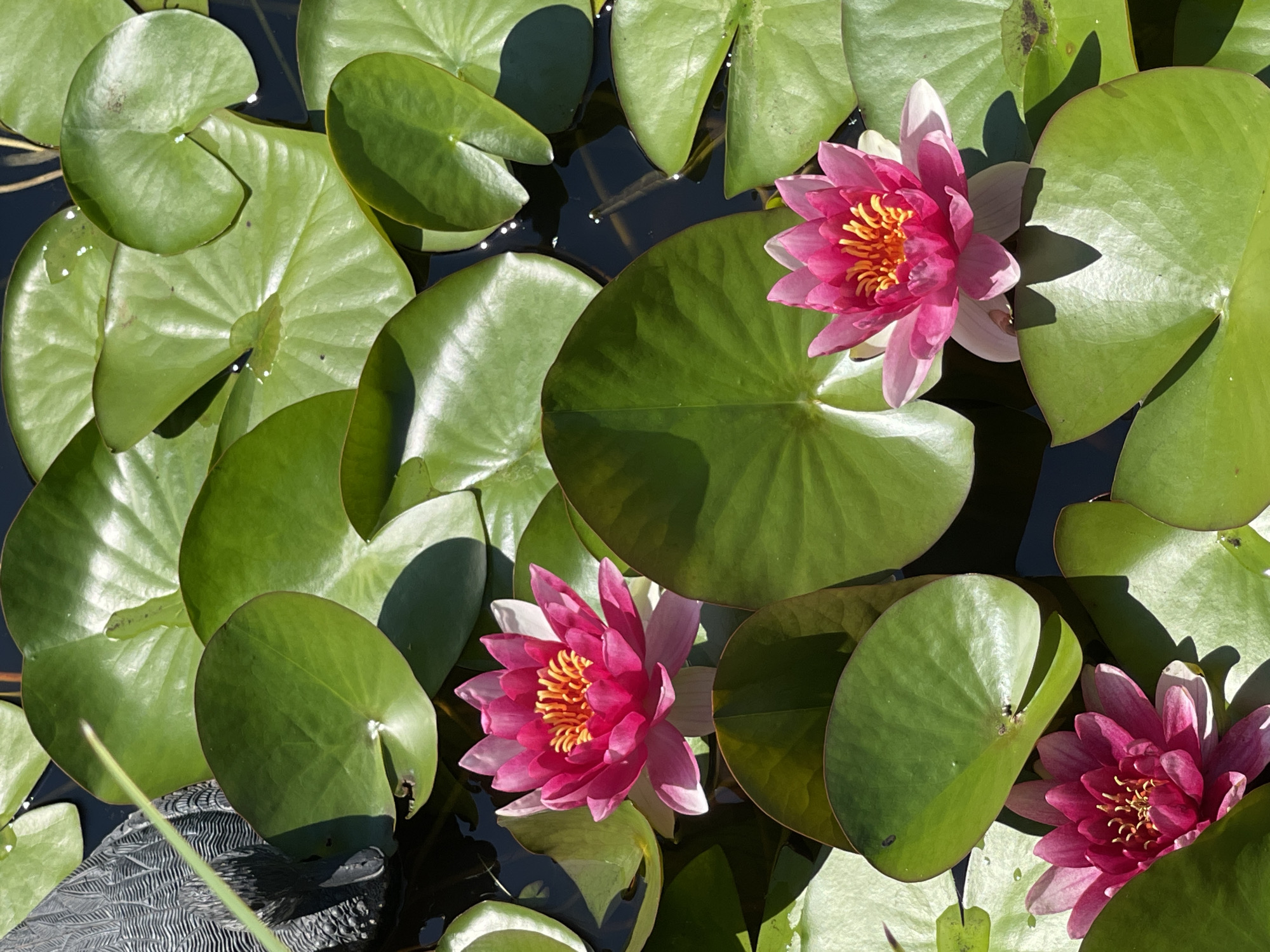 The image depicts a close-up, overhead view of a pond filled with water lilies. Several vibrant pink water lilies are in bloom, their petals spread open to reveal yellow centers. The lilies are surrounded by large, green lily pads, some of which are partially submerged in the dark water. Sunlight casts dappled shadows across the water and foliage, indicating a bright day. In the upper left corner, a portion of a dark, textured object, possibly a decorative element or a garden ornament, is visible. The scene is natural and serene, showcasing the beauty of aquatic plants. The image location is specified as Tataraskaya Kargala, Russia.