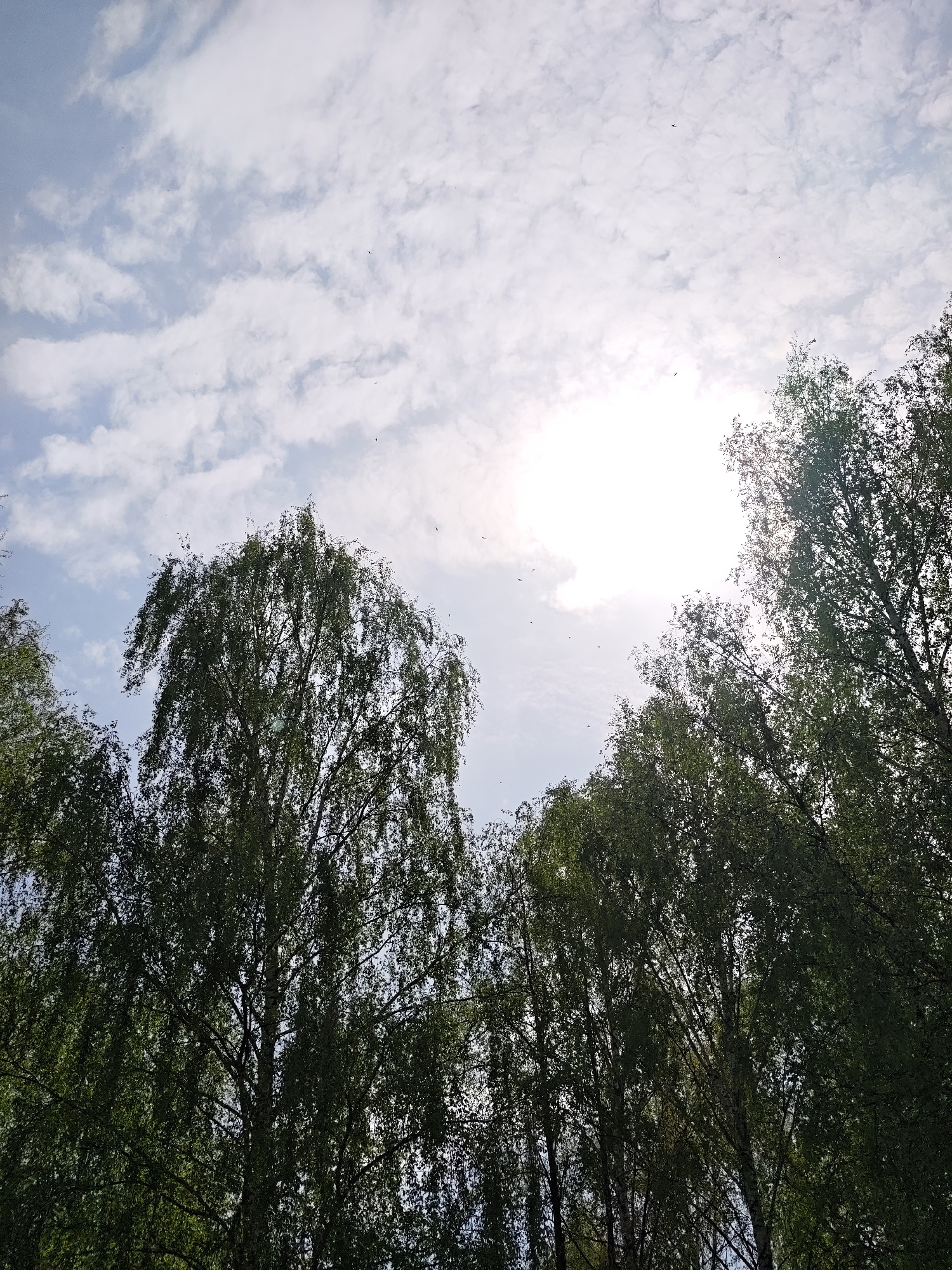 The image depicts a low-angle view of trees against a sky with scattered clouds. The location is Chaikovsky, Russia. The trees are primarily green, with some darker foliage. The sky is a light blue with white clouds. The sun appears as a bright spot obscured by clouds. Small birds or insects are visible in the sky.