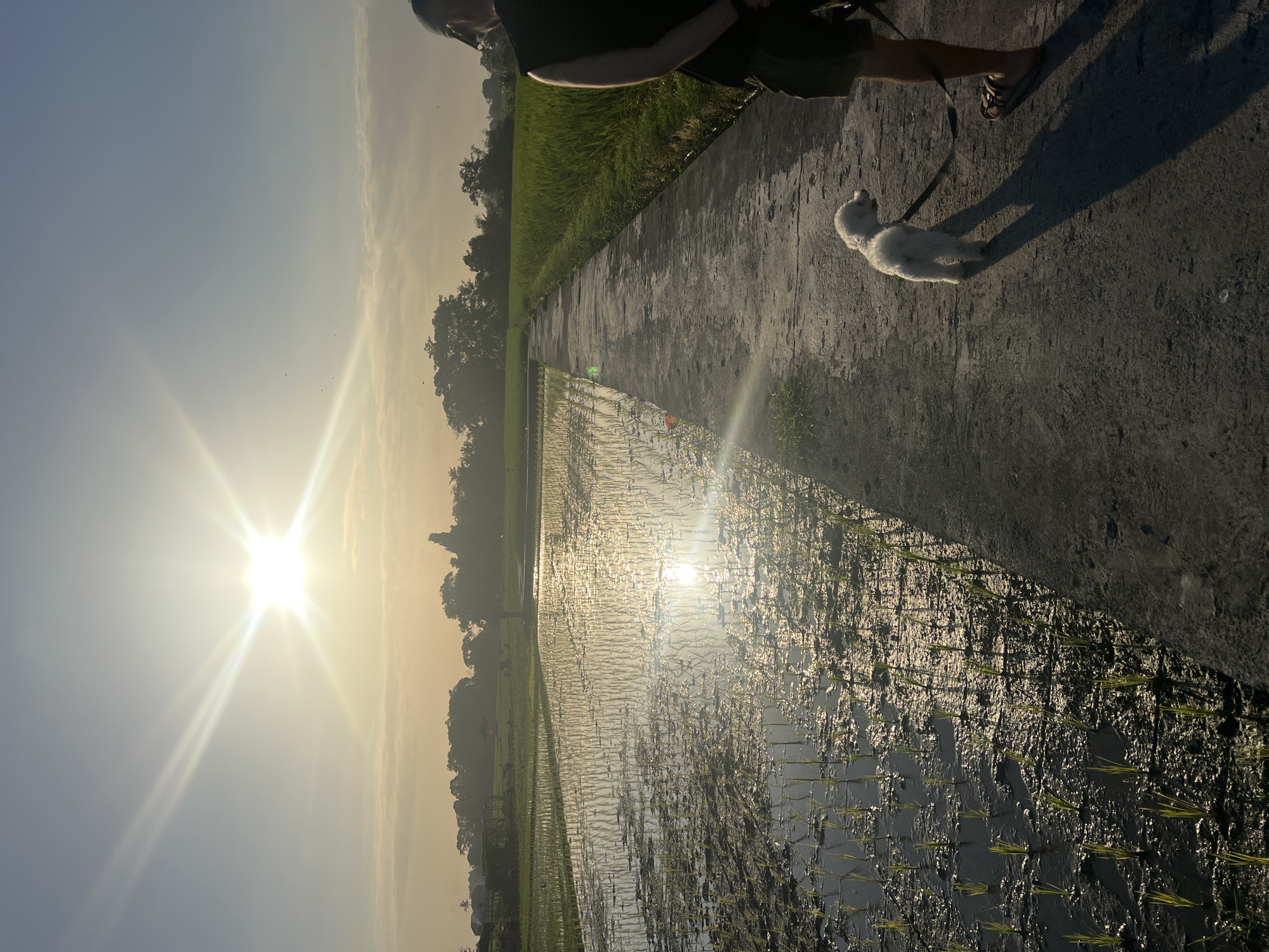 A person and a small white dog are walking along a concrete path next to a flooded rice paddy field. The sun is low in the sky, casting a bright glare and long shadows. The rice paddy is filled with young rice plants. The background consists of trees and vegetation, with a hazy sky. The scene is set in the city of Kediri, Indonesia.