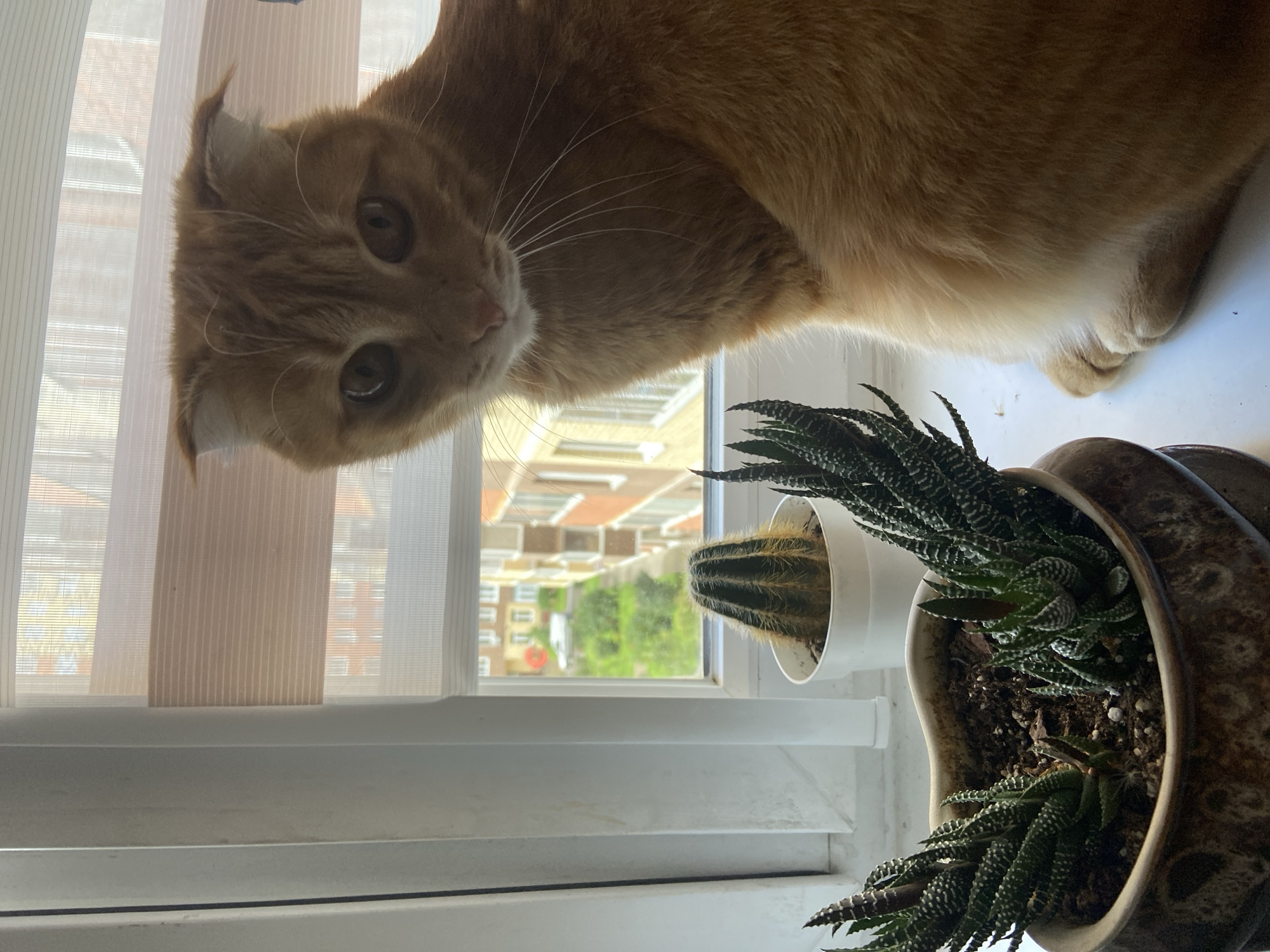 An orange cat with folded ears sits on a windowsill, looking at the camera. In front of the cat are two potted succulents, one with spiky leaves and the other a cylindrical cactus. Outside the window, a city landscape is visible, featuring apartment buildings and greenery. The scene appears to be in Balashikha, Russia.