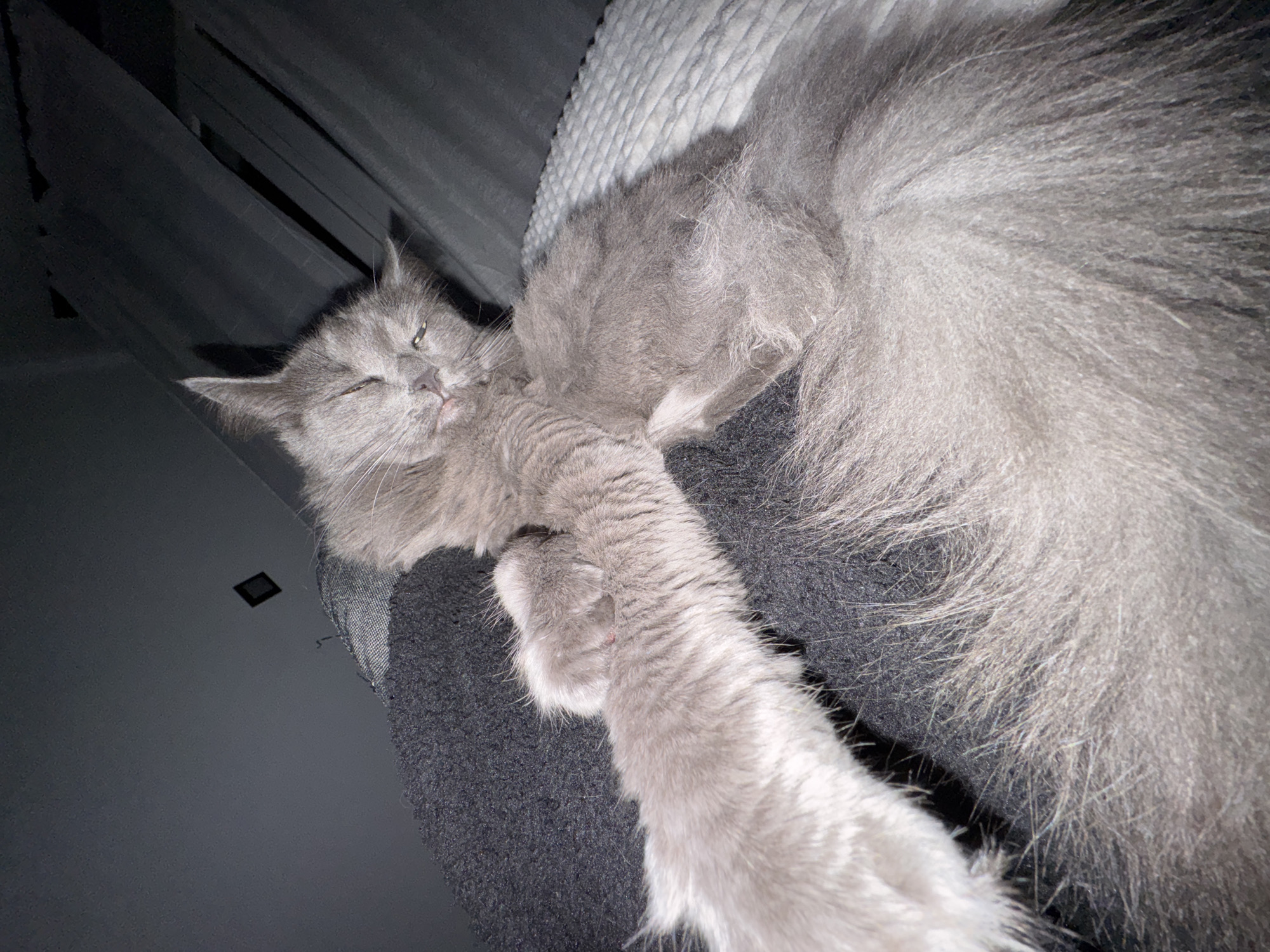 A gray, long-haired cat is lying on a gray, textured surface. The cat's eyes are closed. A white, quilted surface is partially visible in the background. A black, rectangular object is affixed to a gray wall. The location is unknown, and therefore I cannot provide a location in the city of Varna, Bulgaria.