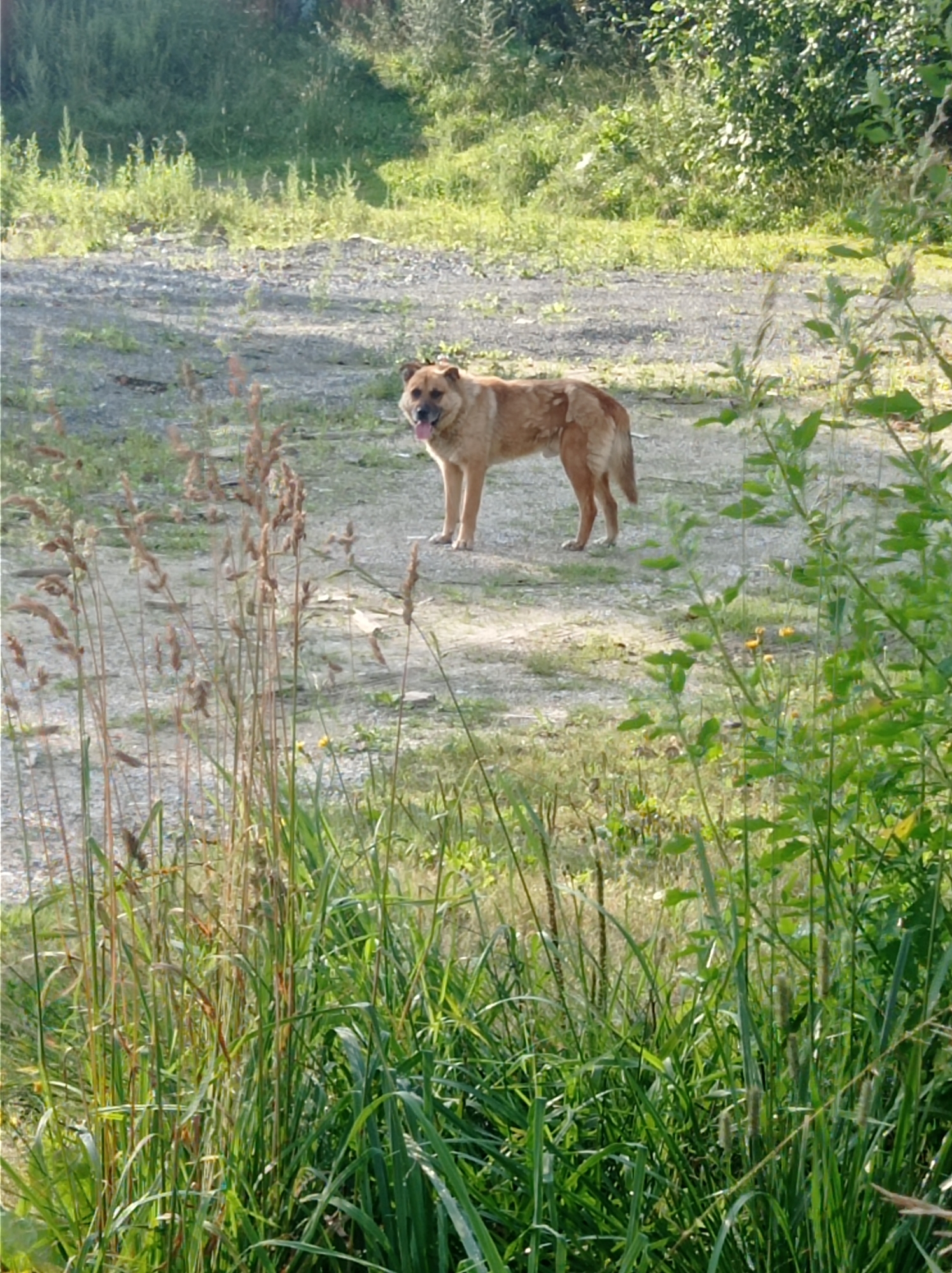 An adult dog, predominantly tan with darker markings on its face and back, stands in a clearing. The dog is facing the left side of the frame, with its tongue slightly out. The ground around the dog appears to be a mix of gravel and dirt, with patches of grass and weeds. In the foreground, tall, dry grass stalks are prominent. The background features lush green foliage and trees, suggesting an outdoor, possibly rural or park-like setting. The lighting indicates it is daytime, with sunlight casting shadows. The image does not contain any elements that place it specifically in Degtyarsk, Russia, or provide any forensic details.