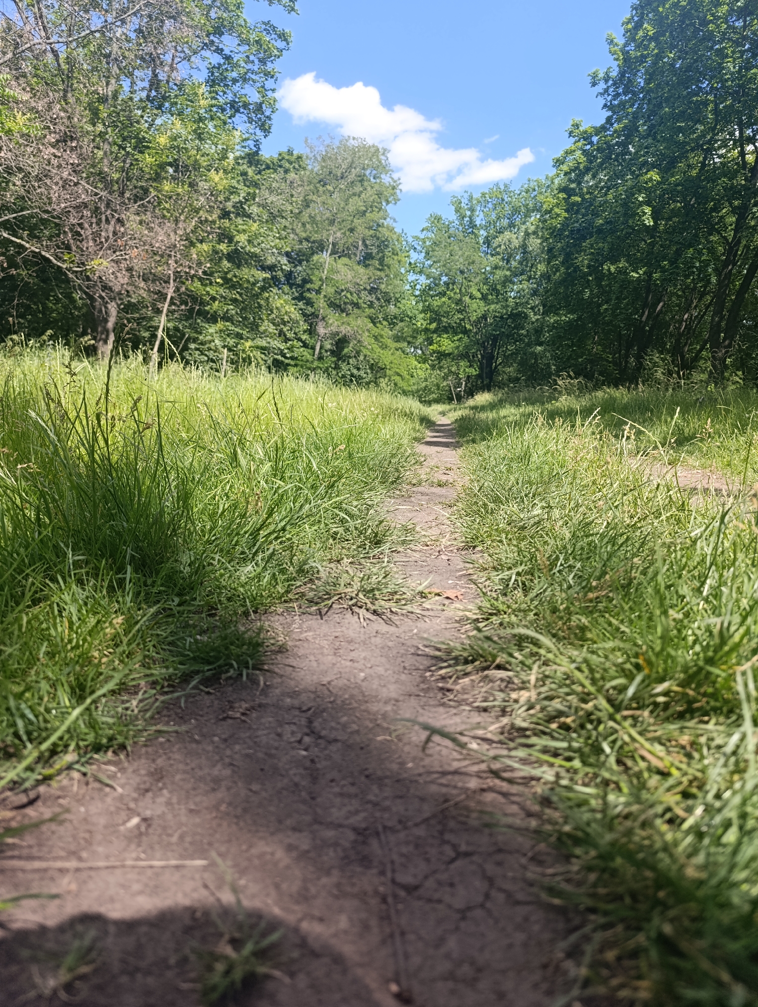 A low-angle, full-shot photograph depicts a narrow, winding dirt path through a lush, sun-dappled meadow bordered by dense green trees under a bright blue sky with a few scattered white clouds. The path, composed of packed earth and small stones, leads into the distance, vanishing between the trees. Tall, green grass lines both sides of the path, with some blades leaning over the dirt. In the background, the trees form a wall of foliage, casting dappled shadows on the path. The scene is set in an outdoor, natural environment.