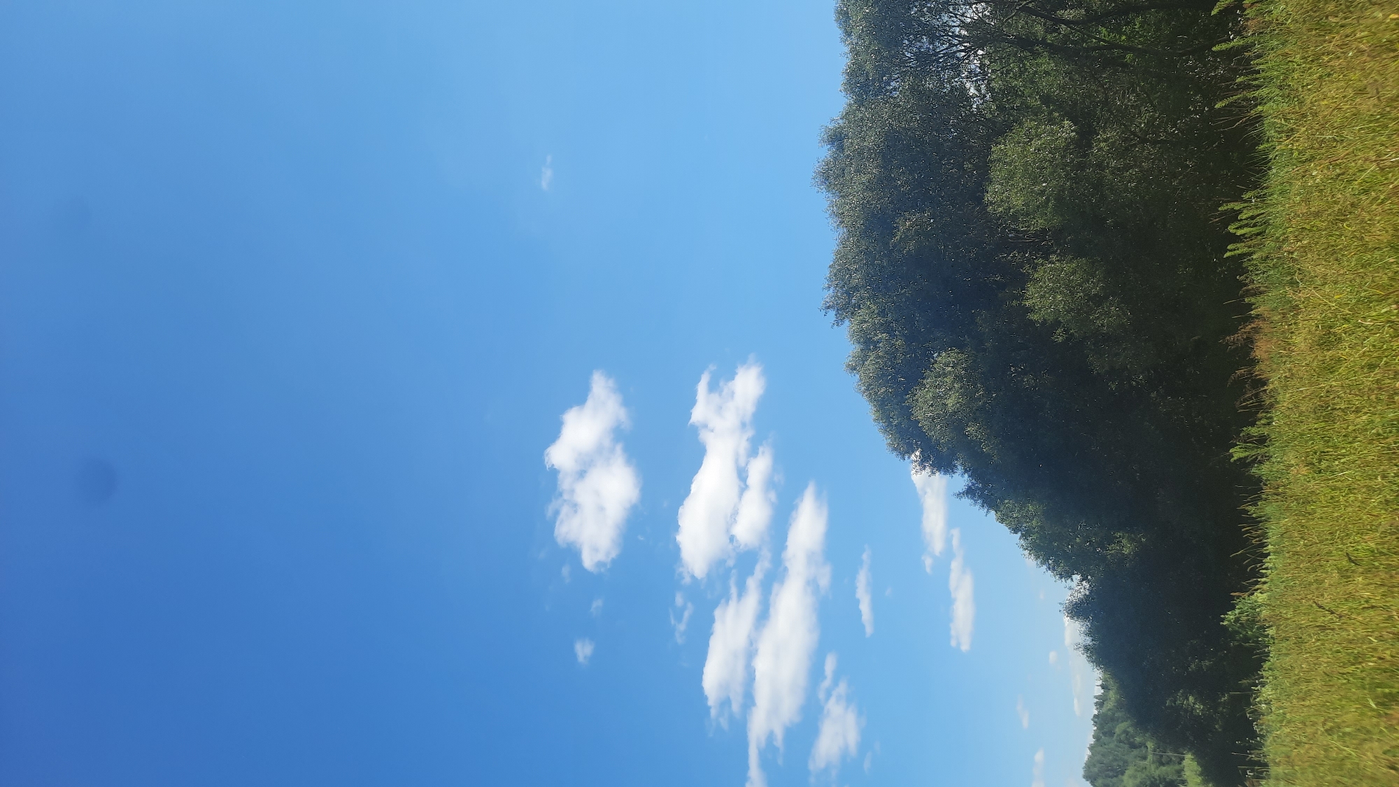 A wide-angle, full-frame outdoor photograph captures a rural landscape under a clear blue sky dotted with a few fluffy white clouds. The foreground features a field of tall, green and yellow grass. A dense, dark green treeline dominates the middle ground, with its lush foliage forming a natural, undulating barrier. In the distance, rolling hills covered in lighter green trees are visible under the expansive sky. The overall scene suggests a serene and natural environment, likely in the outskirts of Shklov, Belarus, characterized by open fields and abundant vegetation.