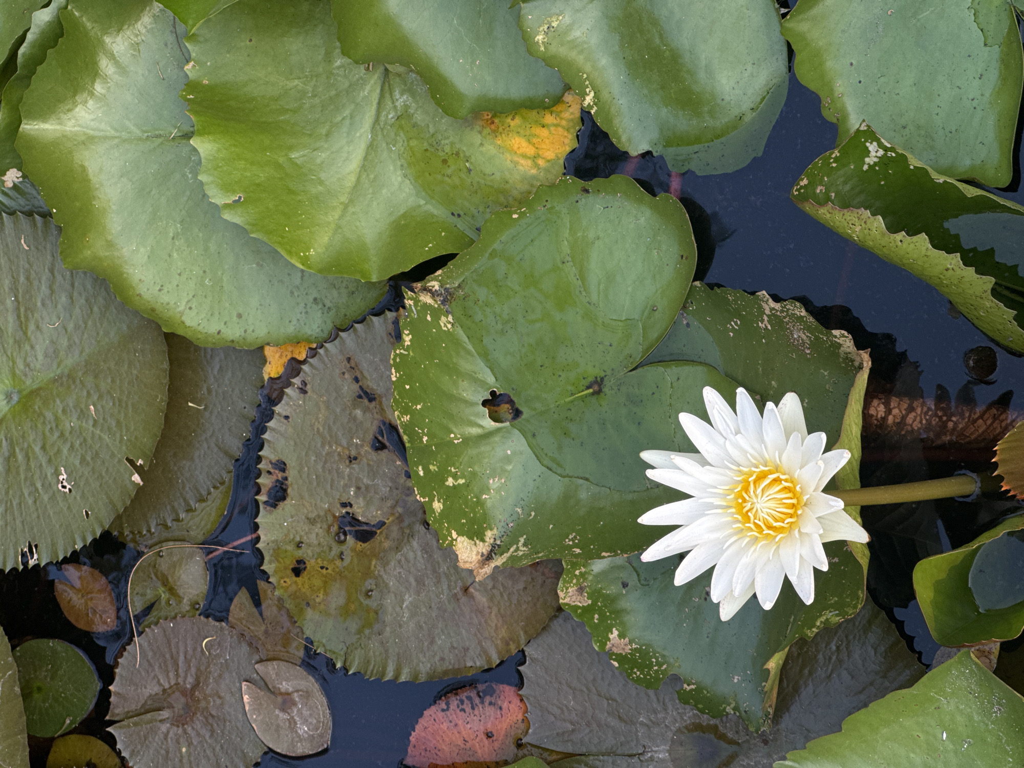 The image captures a pond in Unknown, Unknown, filled with water lilies and their pads. The lily pads vary in color and condition, some bright green and vibrant, others exhibiting signs of decay with yellow or brown edges. A single white water lily with a yellow center floats atop one of the pads. The surrounding water is dark and reflects the shadows of the plants.