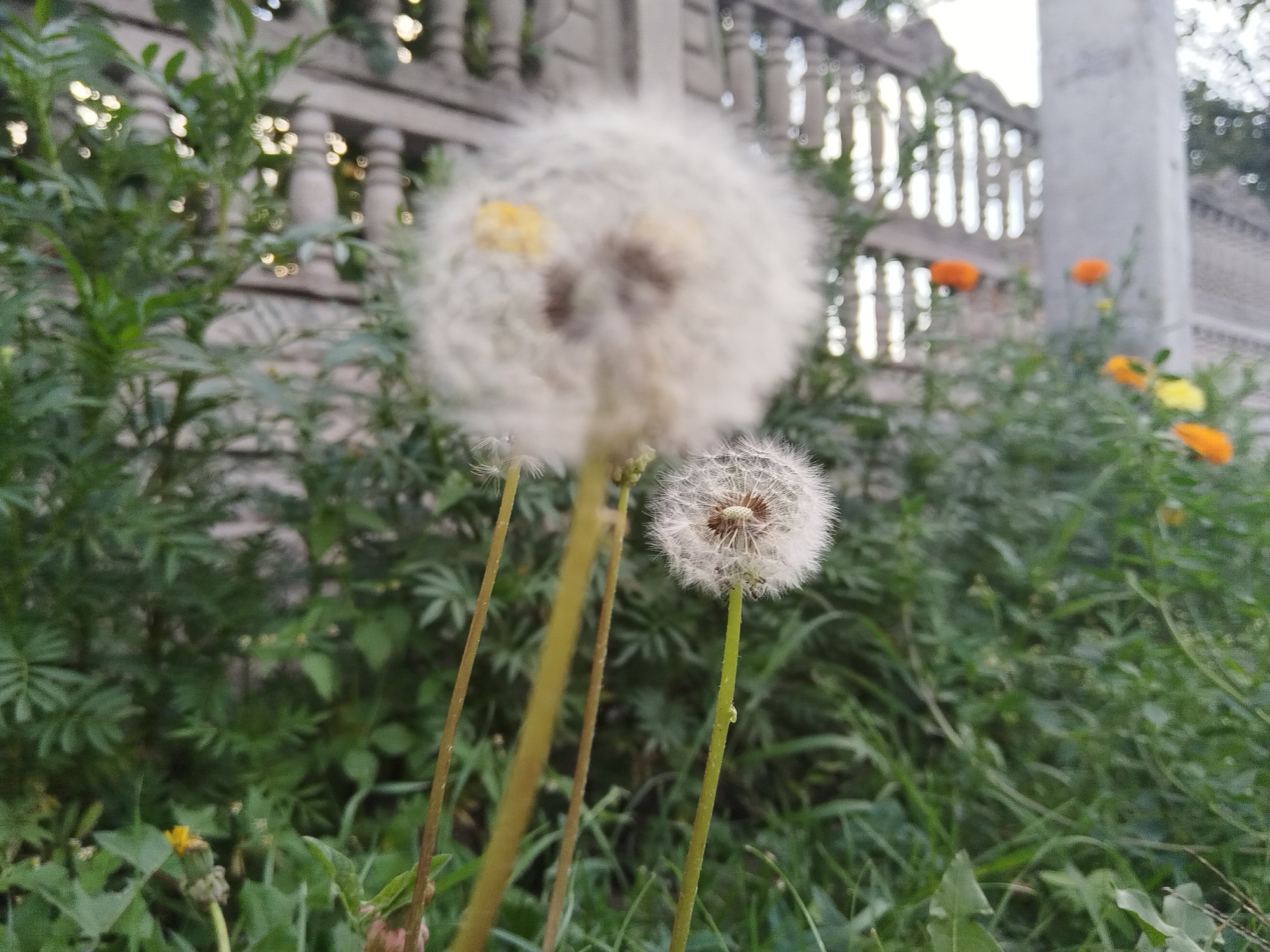 The image shows a close-up view of two dandelions with their seed heads. The larger dandelion in the foreground is out of focus, while a smaller, in-focus dandelion is to its right. The background consists of green foliage and a blurred fence with balusters. Orange and yellow flowers are also visible in the background, peeking through the greenery. The scene appears to be outdoors, possibly in a park or garden area in the city of Brest, Belarus, suggested by the architectural style of the fence. There are no people or animals visible in the image. The lighting suggests it is daytime, possibly late afternoon due to the soft light.