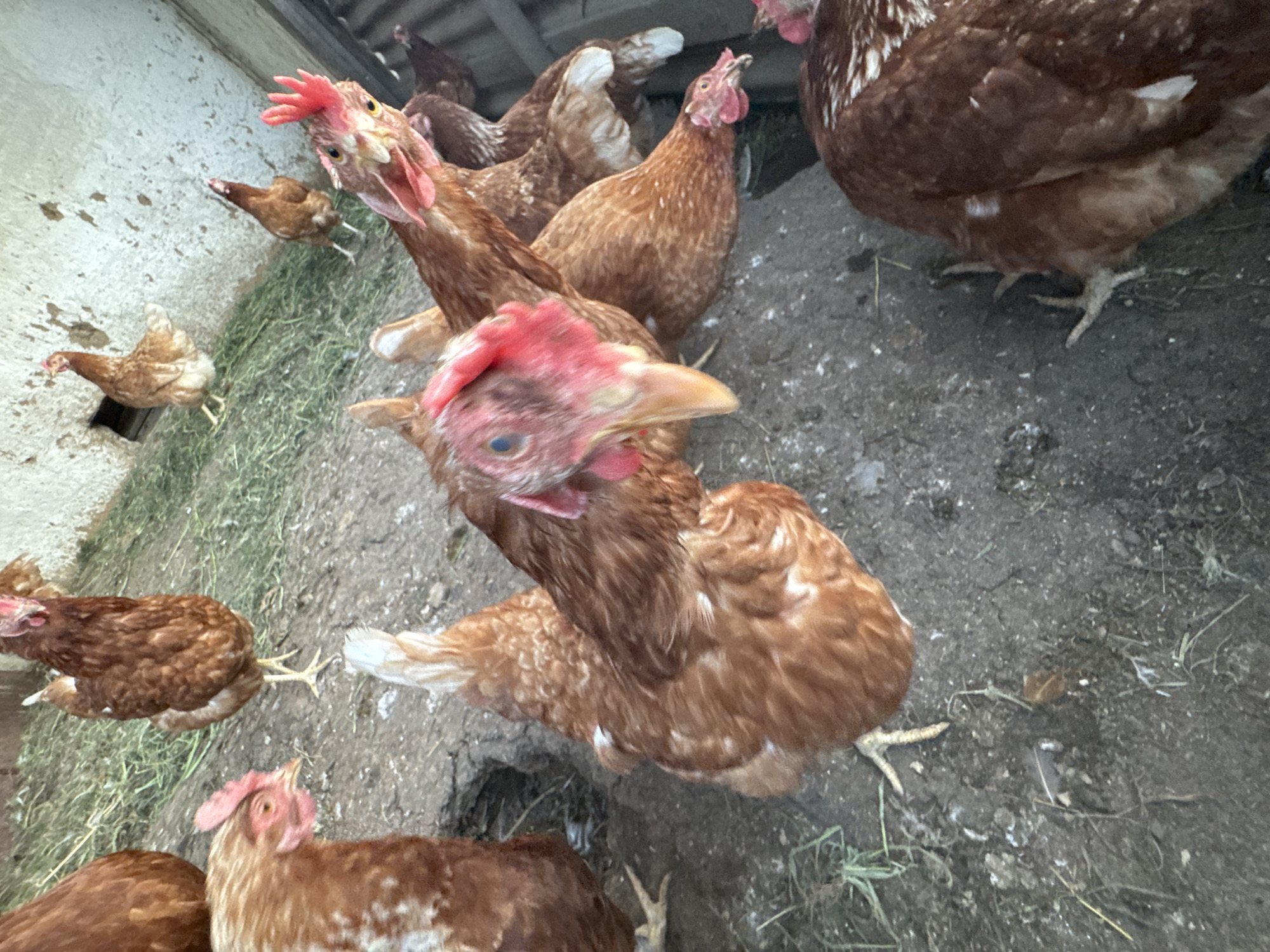 In Zaşağan, Kazakhstan, a group of brown and white feathered chickens are gathered on a dirt and grass ground. The chickens are of various sizes, some with visible red combs on their heads. The scene appears to be in an outdoor enclosure, possibly a coop, with a concrete wall visible on the left side of the frame and a corrugated metal roof overhead. Some chickens are looking towards the camera, with their heads tilted upwards. The ground is a mix of dry dirt, scattered green grass, and some twigs and debris. The lighting suggests it is daytime.