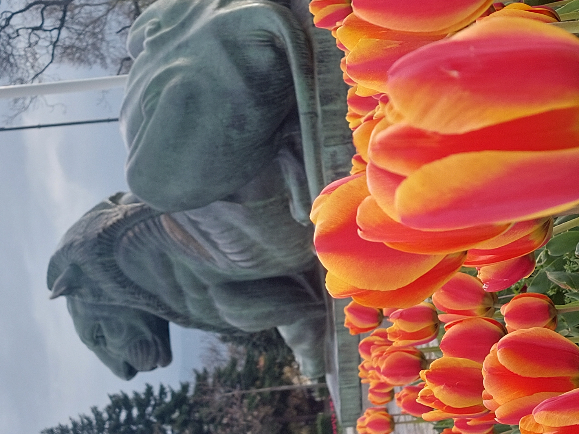 The image displays a rotated outdoor scene, primarily featuring a dense cluster of vibrant tulips on the right and a large, dark statue on the left.
The tulips, occupying the right side of the frame, are a striking mix of red, orange, and yellow hues, often with striped patterns on their petals. They are in full bloom, appearing fresh and healthy, and are arranged closely together, creating a vertical band of bright color.
On the left, a weathered, dark-colored statue is visible. It depicts two powerful animal figures, possibly lions or mythical beasts, in a dynamic, recumbent or crouching pose. One figure is positioned slightly above and behind the other. The statue's details, particularly around the heads and bodies of the animals, suggest strength and artistry.
In the background, an overcast sky is visible, with the bare branches of trees silhouetted against its light grey-blue expanse. Some evergreen foliage can be seen in the lower left portion of the frame.
The photograph appears to be taken from a low angle, looking upwards towards both the flowers and the monument against the sky. The presence of blooming tulips alongside bare tree branches indicates that the scene is set in early spring. The overall impression is one of contrast between natural beauty and monumental art. There is no visible text in the image.