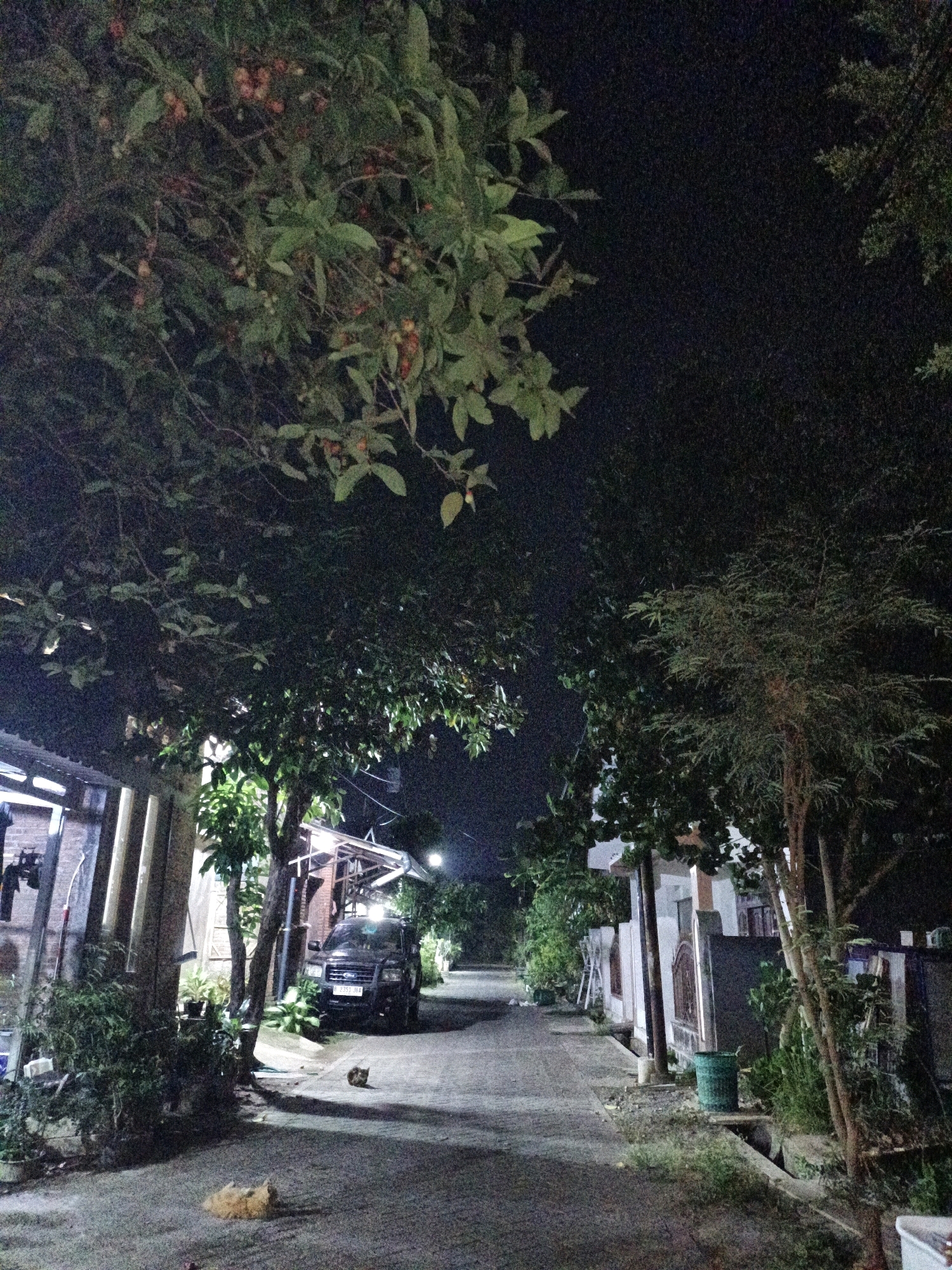 In Cikal, Indonesia, at night, a dark-colored SUV is parked on a paved street lined with houses and trees. Two cats are present: one is lying down on the asphalt in the foreground, and another is seated further down the street near the SUV. The environment is dimly lit by artificial lights, casting long shadows. Overhanging trees with some fruit are visible in the upper portion of the frame. The scene suggests a residential area at night.