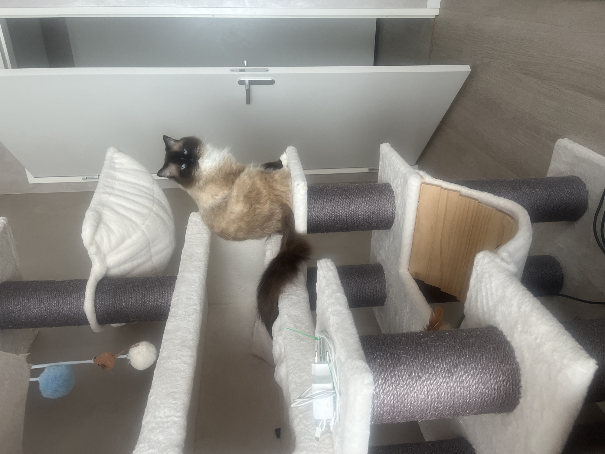 A Ragdoll-type cat with a cream and dark brown coat, white chest, and blue eyes is situated on a multi-tiered cat tree. The cat tree is predominantly covered in white faux fur and features dark grey sisal-wrapped scratching posts. A light blue pom-pom, a brown mouse toy, and a white pom-pom hang from an upper tier. On a lower white-covered platform, several white electronic chargers and cables are neatly bundled with a green twist tie. The cat is sitting with its body facing to the left and its head turned towards the right, looking intently off-frame. To the right, a white door is ajar, revealing a glimpse of another room. The floor is covered with light brown wood laminate, and the walls are a light neutral color. This scene is located in Unknown, Unknown.
