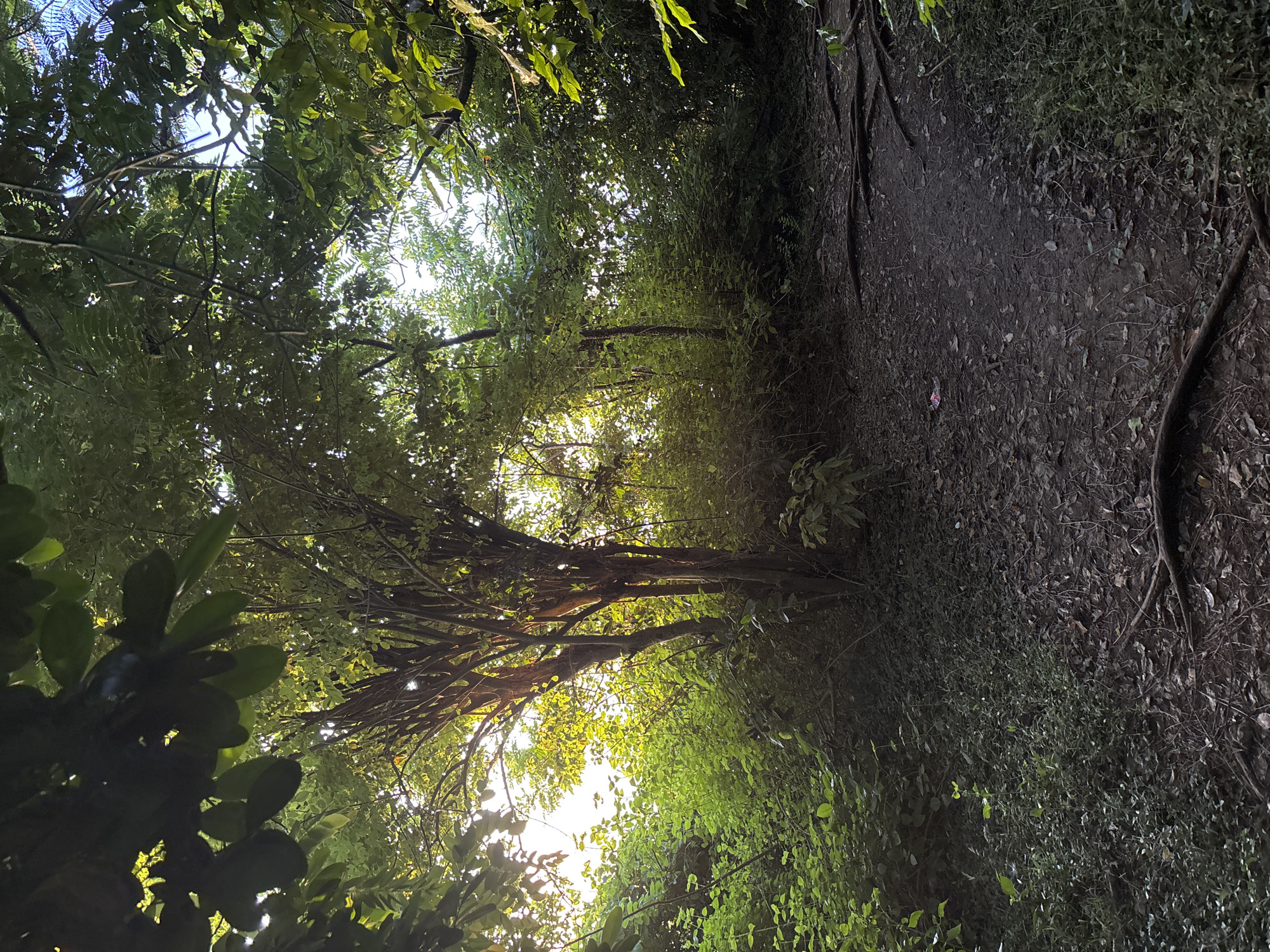 The image presents a downward-angled view of a forested area in Kuta Selatan, Indonesia. The right side shows a dirt path covered with leaves and roots. Vegetation lines both sides of the path, with sunlight filtering through the canopy. Trees with thin branches and dense foliage obscure the sky in the background. There is no sign of people or animals in the image.