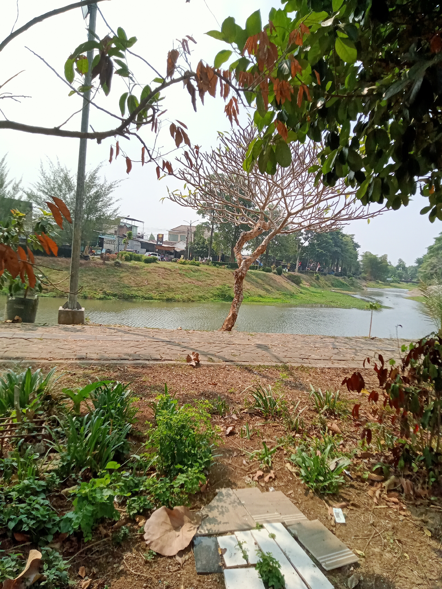 This is a medium-shot, eye-level, outdoor, daytime photograph featuring a riparian park area in Moyoketen, Indonesia. The foreground is dominated by a patch of dry soil with scattered brown leaves and sparse green vegetation. A paved walkway, composed of interlocking rectangular stones, runs horizontally across the mid-foreground.

Beyond the walkway, a tranquil body of water, likely a river or canal, stretches into the distance, its surface rippled by a gentle breeze. On the opposite bank, a gentle grassy slope is dotted with trees and shrubs, and in the background, a few buildings with various roof styles are visible, suggesting a semi-urban or peri-urban setting. A thin, bare-branched tree stands prominently on the slope near the water's edge. The sky is overcast and bright. The overall impression is one of a peaceful, slightly neglected park.
