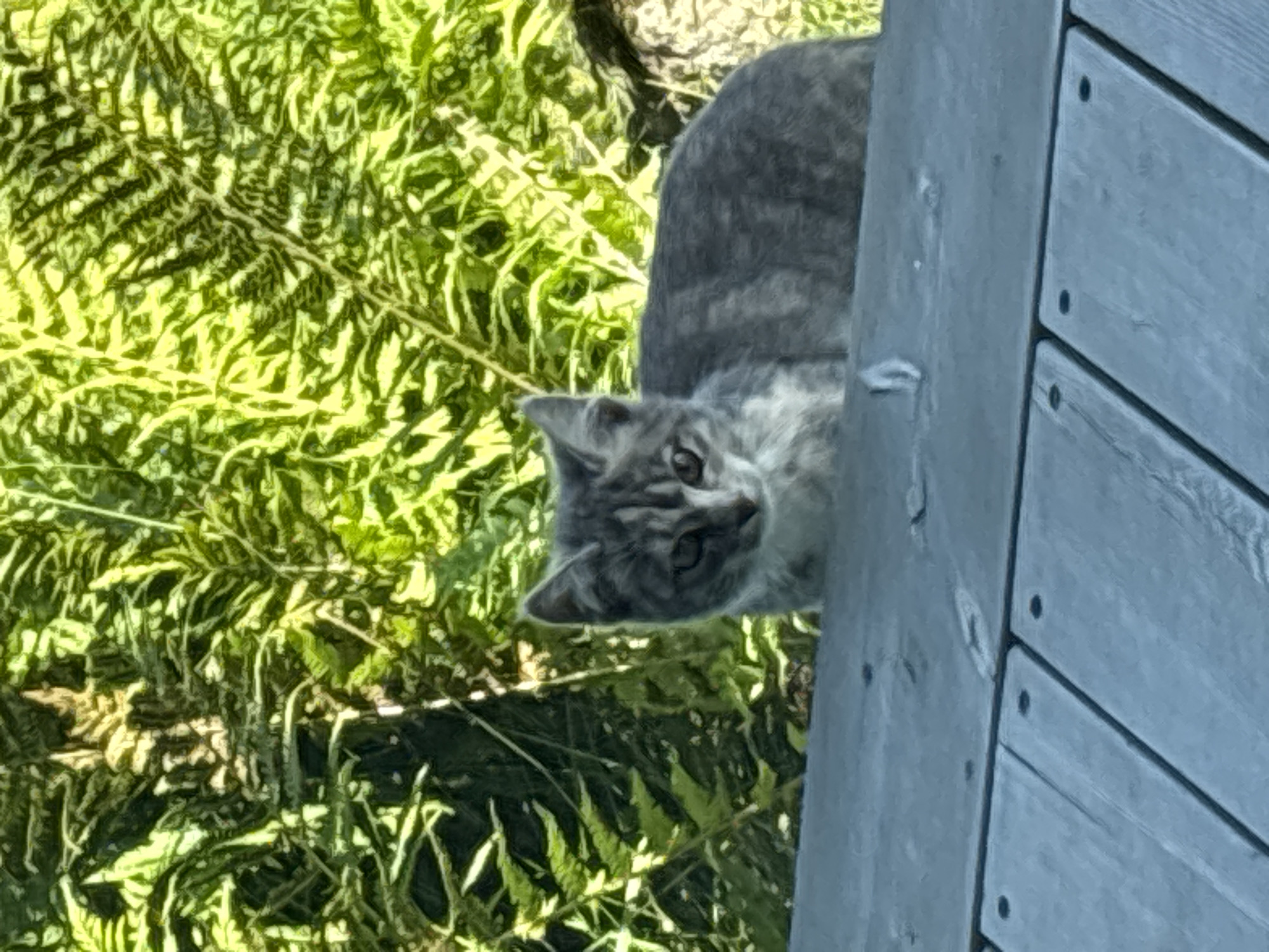 A tabby cat with grey and white fur is perched on a weathered wooden surface, possibly a deck or bench. The cat is looking directly at the camera with its ears perked up. In the background, lush green ferns are visible, illuminated by sunlight. The setting appears to be outdoors, likely in a natural or garden environment. The image does not contain any elements that would allow for determination of its location in Zvenigorod, Russia.