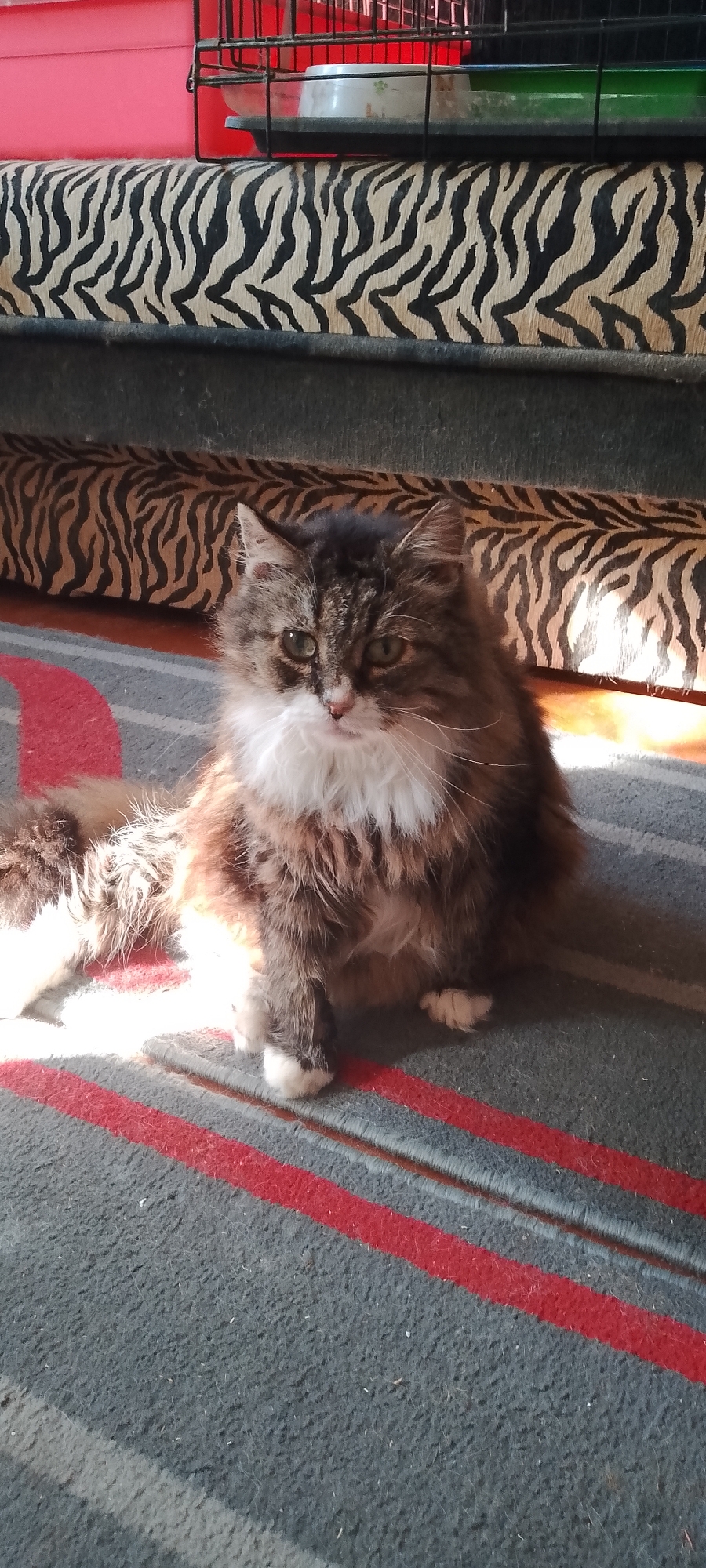 A long-haired, brown and white cat with green eyes sits on a striped carpet. The cat is facing forward, looking directly at the camera. Behind the cat, a black wire cage is visible, containing a silver bowl and a green plastic mat. The cage sits on top of a piece of furniture with a black and white zebra-striped upholstery. The environment appears to be indoors, possibly a room in a residential setting in Belgorod, Russia. The lighting suggests the presence of natural sunlight streaming in from the side, casting shadows on the carpet.