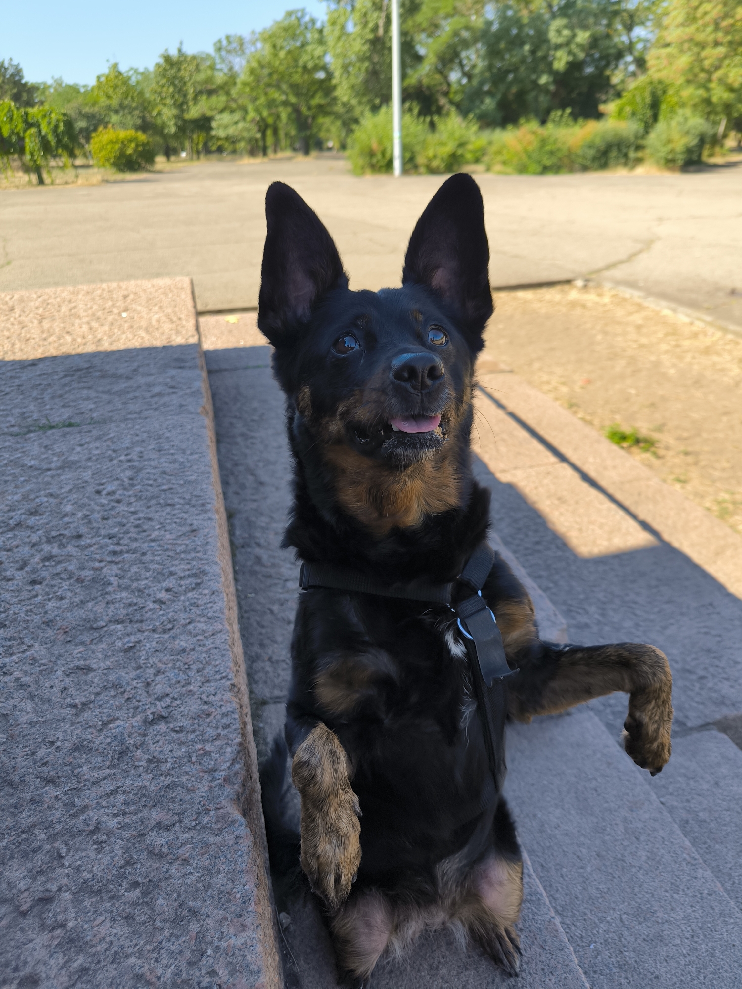 A black and tan dog, possibly a mix with German Shepherd or Kelpie, is sitting on stone steps outdoors. The dog is facing forward, with its front paws raised and its tongue slightly out. It appears to be wearing a black harness. The background shows a paved area and trees, consistent with a park or public outdoor space. The sky is clear and blue. The location is identified as Mykolaiv, Ukraine.