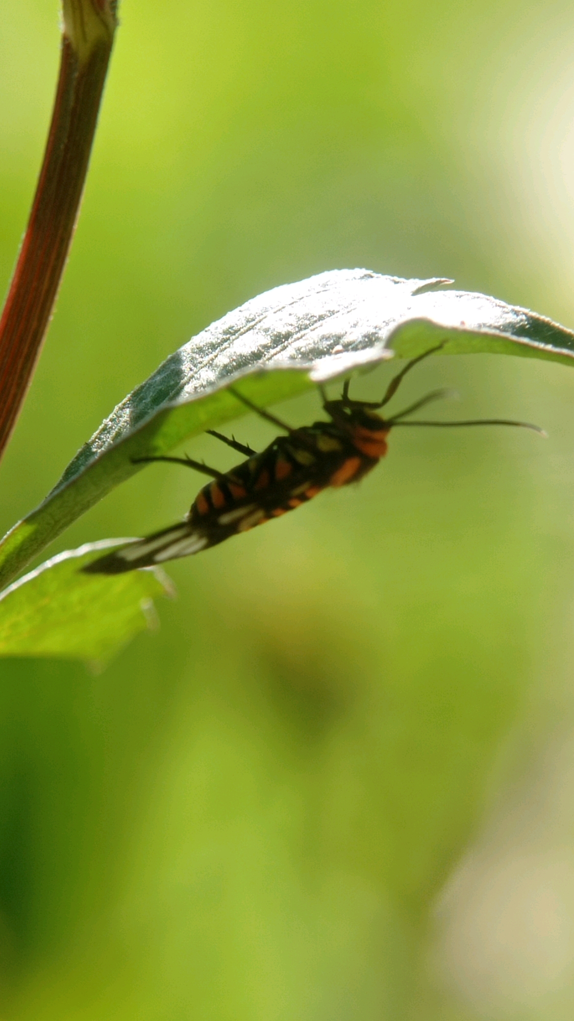 A vertical, close-up, eye-level shot features a black and orange insect on the underside of a green leaf. The insect is positioned horizontally with its head to the right, and its body is segmented with alternating black and orange bands. Its legs are visible and appear to be gripping the leaf. The leaf itself is slightly curved upwards, with sunlight illuminating its edges and creating a bright halo effect. The background is a soft, out-of-focus blur of green, suggesting an outdoor environment. The image does not contain any specific contextual information about the city of Batu, Indonesia, or any discernible human presence.
