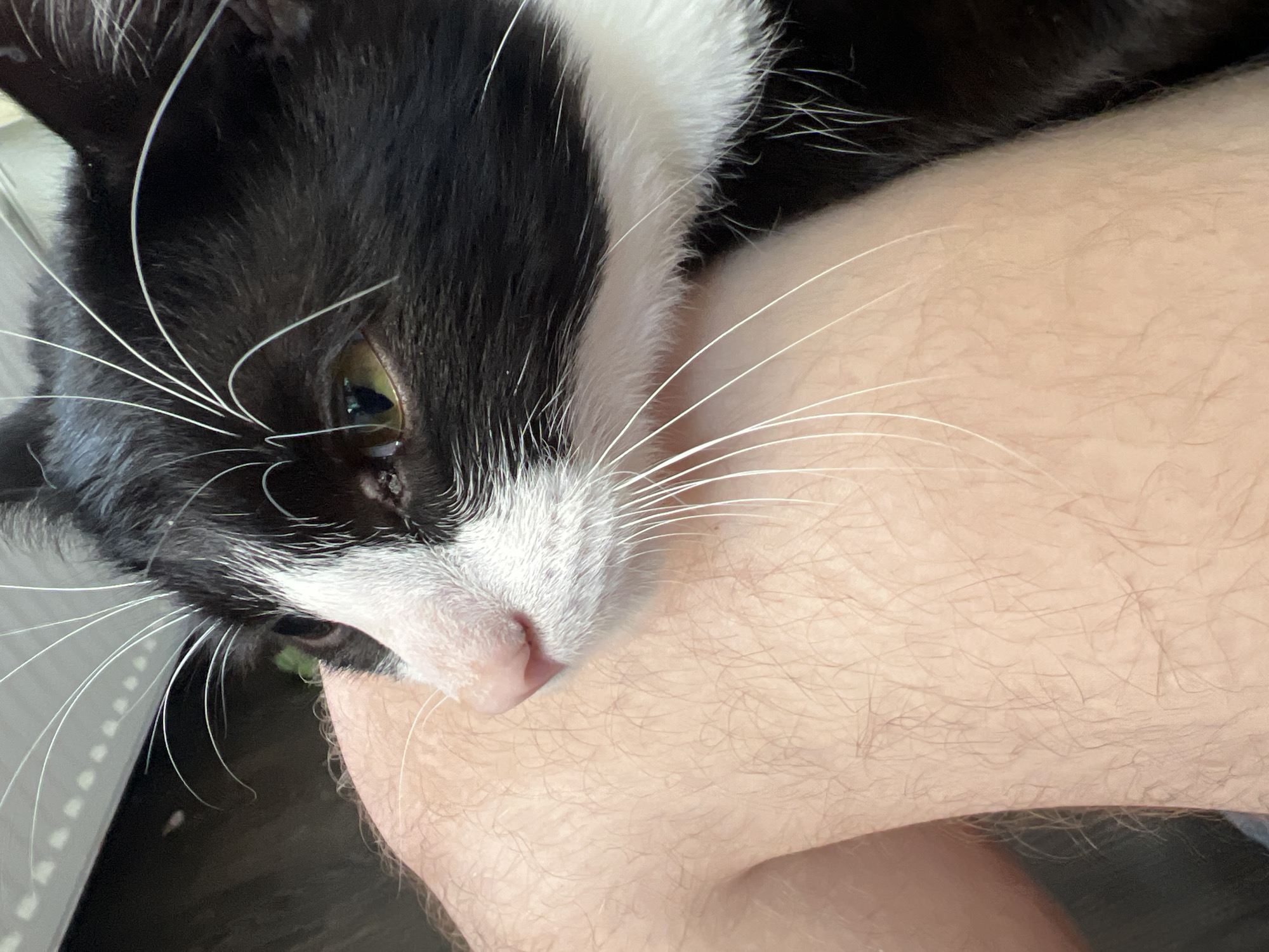 The image presents a close-up, high-angle view of a black and white tuxedo cat interacting with a human forearm in an indoor environment located in Sinyavino, Russia. The cat's head, predominantly black with a white muzzle, chin, and chest patch, is positioned on the left side of the frame, angled downwards. Its pink nose and surrounding white fur are pressed against a fair-skinned human forearm, which is covered in fine, light-colored hair and occupies the central and right portions of the image. The cat's left eye, displaying a light yellowish-green iris and a vertical, partially dilated pupil, is clearly visible. Numerous long, white whiskers extend from the cat's muzzle, some draping over the human arm. The cat's mouth is slightly open near the arm, revealing a dark recess and a subtle greenish hue within, possibly indicating a small object or detail. The background is uniformly dark and out of focus, providing no specific environmental details beyond an indeterminate light-colored edge on the far left. The lighting appears soft and indirect, originating from the left, highlighting the textures of the cat's fur and the human skin.