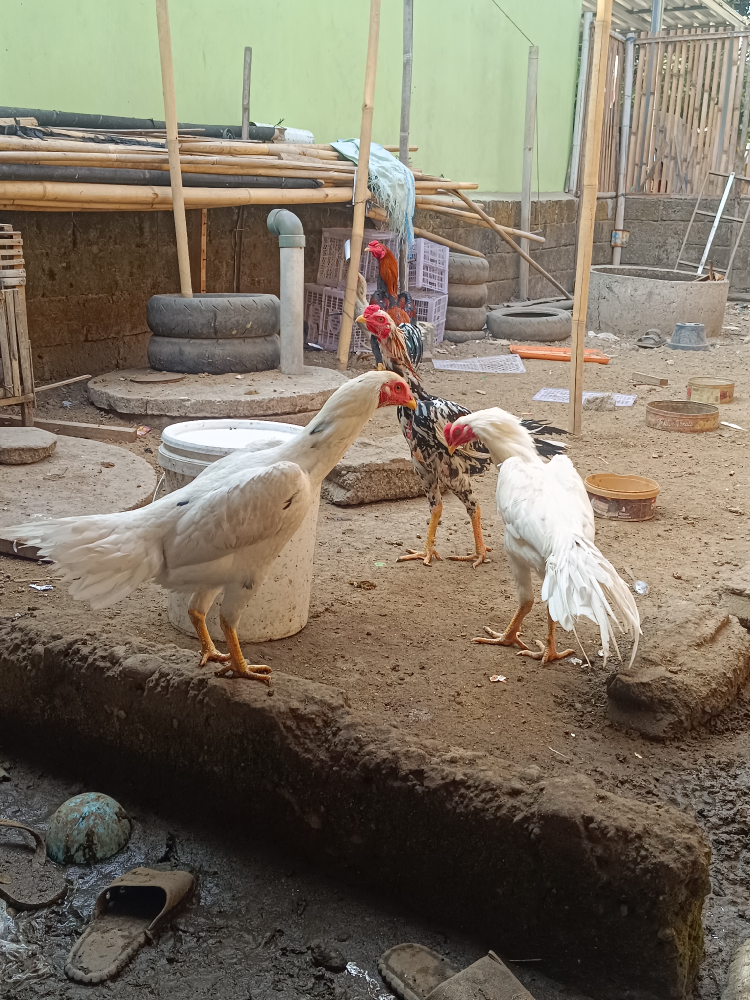 In Bantul, Indonesia, a yard scene unfolds with three chickens, one white with prominent red comb and wattles, and two others, one predominantly white and the other a mix of white, black, and brown. The white chicken in the foreground stands on a low, raised earthen platform, facing left with its head tilted back, appearing to be interacting with the white and patterned chicken to its right. This second chicken is positioned behind a white bucket and is also facing left, its head turned towards the foreground chicken. The third chicken, mostly brown and white with a red comb, is further back and slightly to the left, partially obscured by the other two.
The environment is a rustic yard. Piles of bamboo poles and black pipes are stacked against a light green wall in the background. Several old tires are stacked near a grey PVC pipe. The ground is a mix of dirt and some muddy patches, with a few scattered flip-flops and other debris. In the mid-ground, there are stacked white plastic crates. A concrete structure, possibly a well or a trough, is visible on the right side of the image, along with a metal ladder. The overall impression is a functional, outdoor space likely used for keeping livestock.