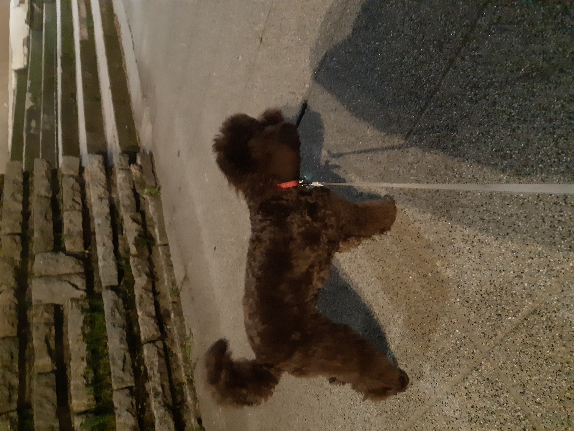 The image shows a brown, poodle-like dog on a leash, standing on a stone sidewalk in Plovdiv, Bulgaria. To the left are stone steps with moss growing on them. The surface of the sidewalk transitions from smooth concrete to a speckled surface. The dog has a red collar. A shadow of the dog is cast onto the sidewalk. The image is taken at dusk or night.