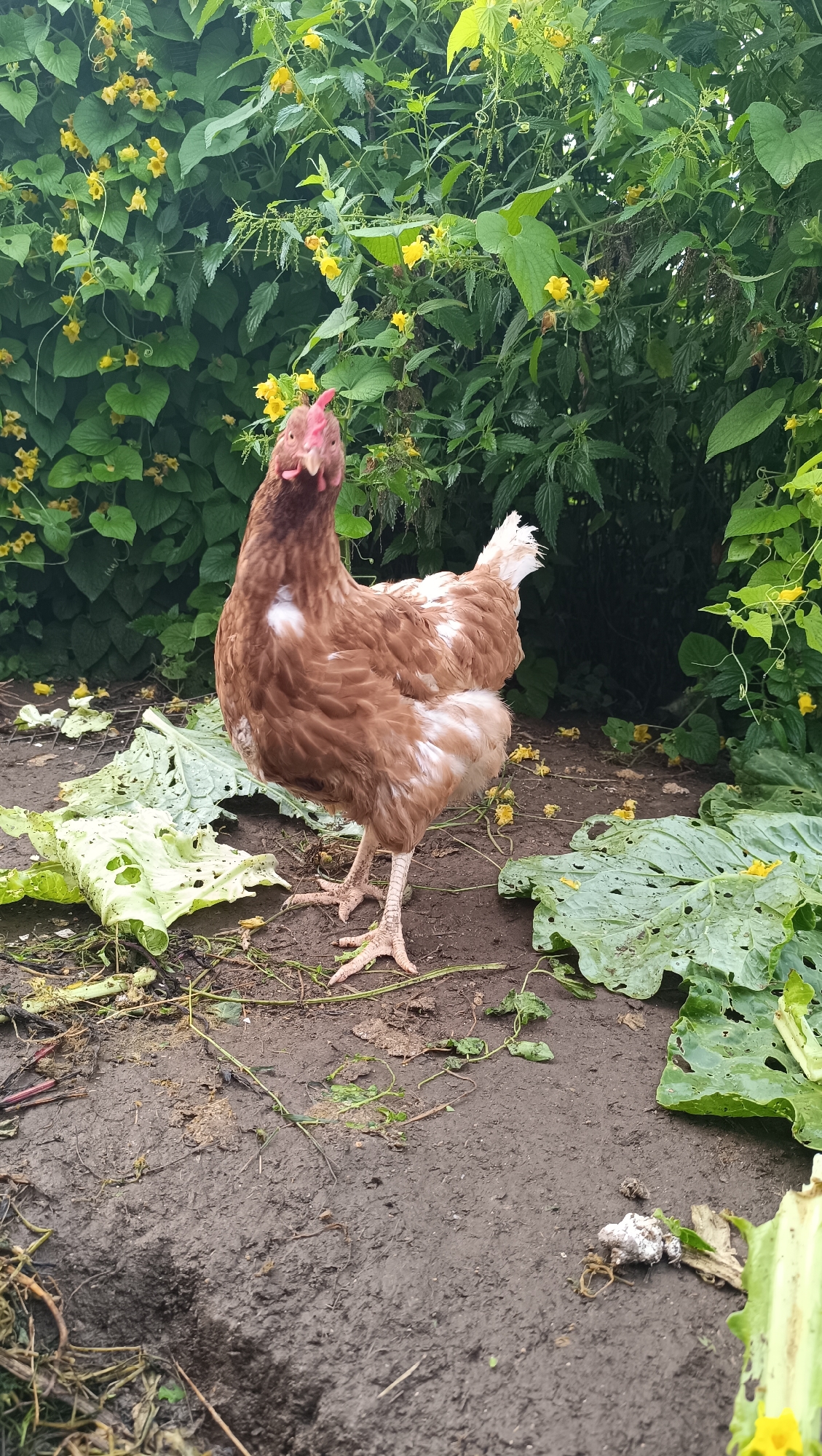 A brown and white hen stands on muddy ground in front of a dense green bush with yellow flowers. The hen is facing forward, looking up. Large, torn green leaves lie scattered on the ground around the hen. The background is filled with the lush green foliage of the bush. The scene appears to be an outdoor garden or farmyard. The specific location within the city of Karsha, Russia, is not discernible from the image.