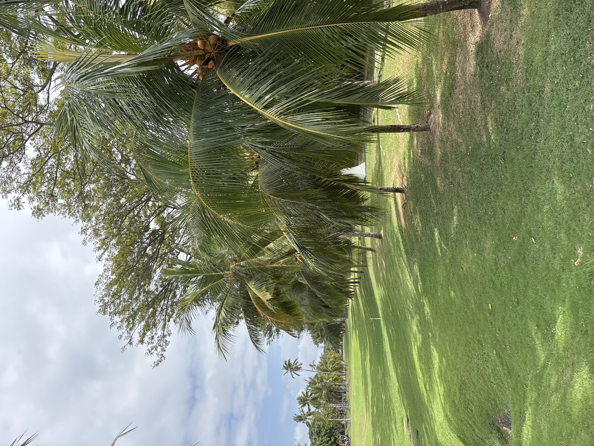A row of coconut palm trees lines a lush green lawn, casting long shadows on the grass. The fronds of the closest palms are lush and green, with some bearing coconuts. In the distance, more palm trees are visible, as well as a tree with green foliage. The sky is partly cloudy with a mix of white clouds and blue sky. The scene appears to be a tropical resort or park. The lighting suggests it is daytime, with the sun casting distinct shadows. The overall mood is peaceful and serene. There is no visible text in the image.