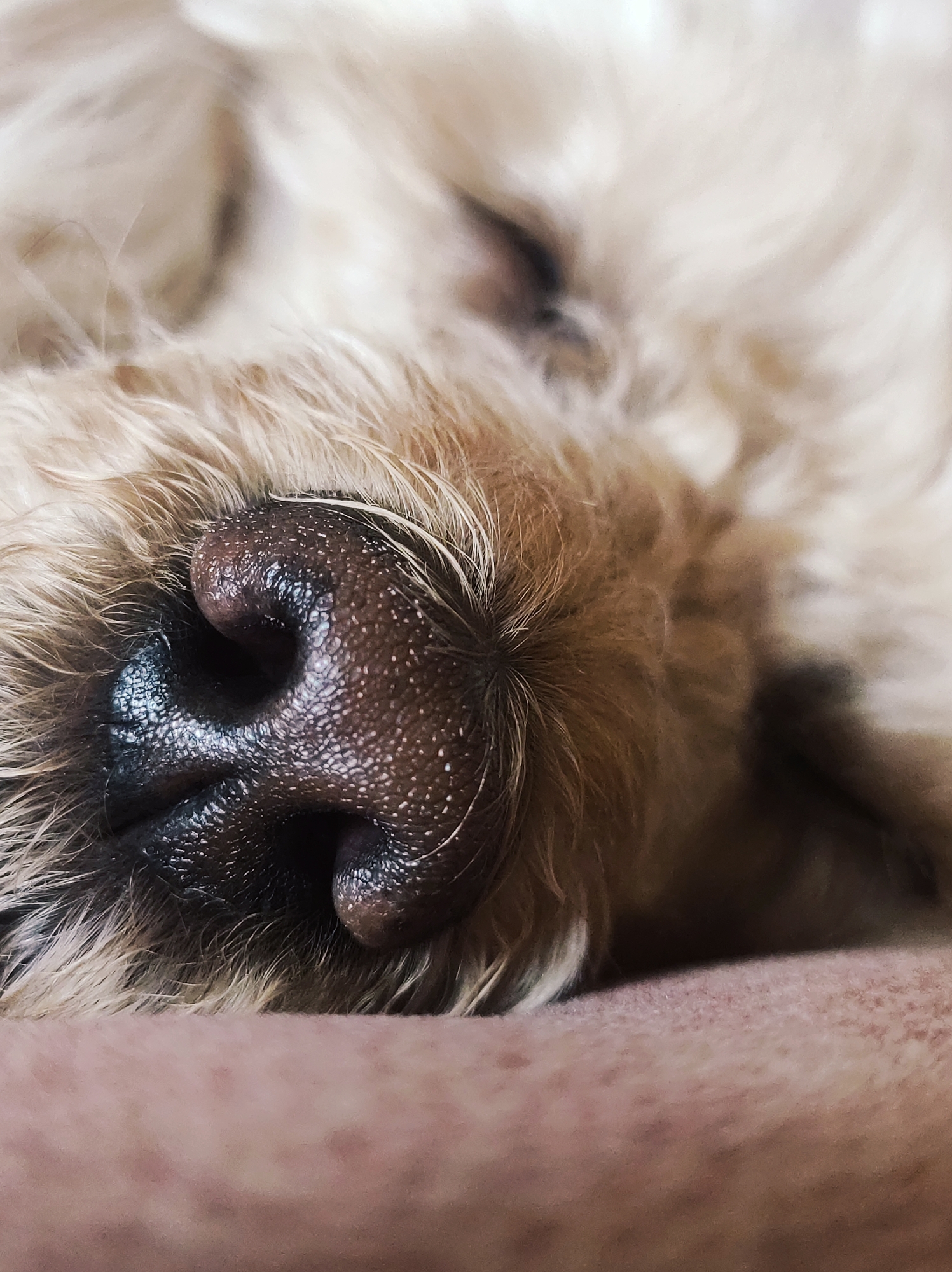 This is a close-up, shallow depth of field photograph of a dog's nose and surrounding fur. The dog appears to be light brown or beige in color. The nose is dark brown and has a textured, moist appearance with visible pores. The fur around the nose is long and wispy. The image is cropped tightly, with the dog's eye or face not fully visible. The background is blurred and appears to be a light-colored surface, possibly fabric or skin. The image's origin is not specified, and there is no information about its location in the city of Chaikovsky, Russia.