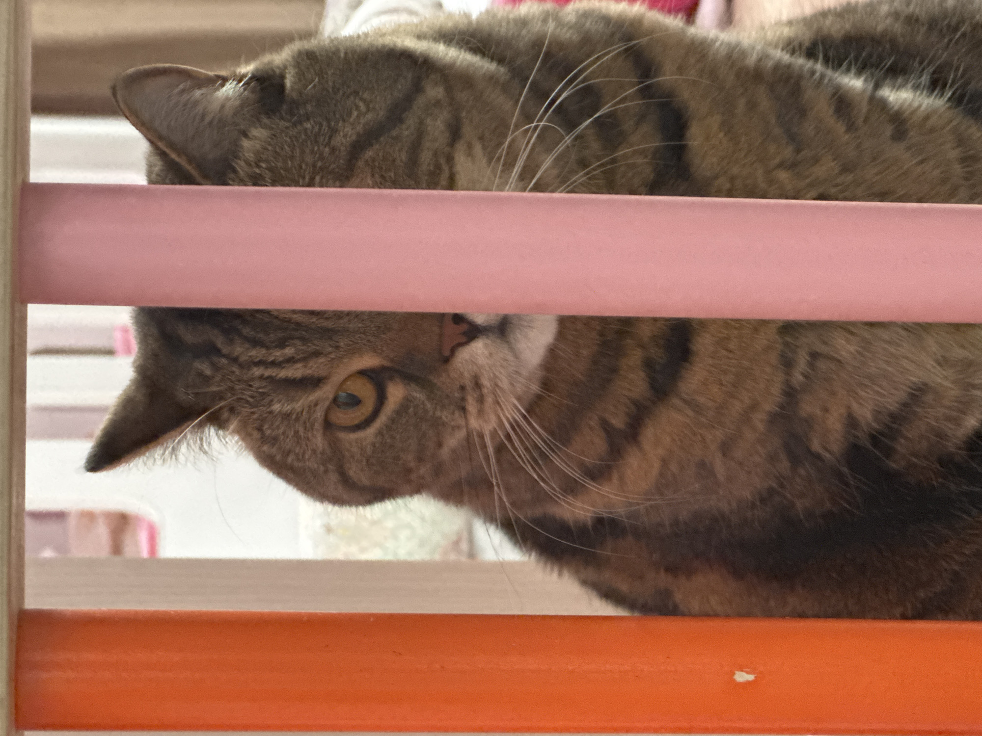 A close-up, eye-level shot shows a tabby cat peering through the bars of a playpen. The cat is brown with dark stripes and has yellow eyes. Its face is partially obscured by pink and orange bars. The background is blurred, showing hints of a room. The image was captured in Mikhaylovsk, Russia.