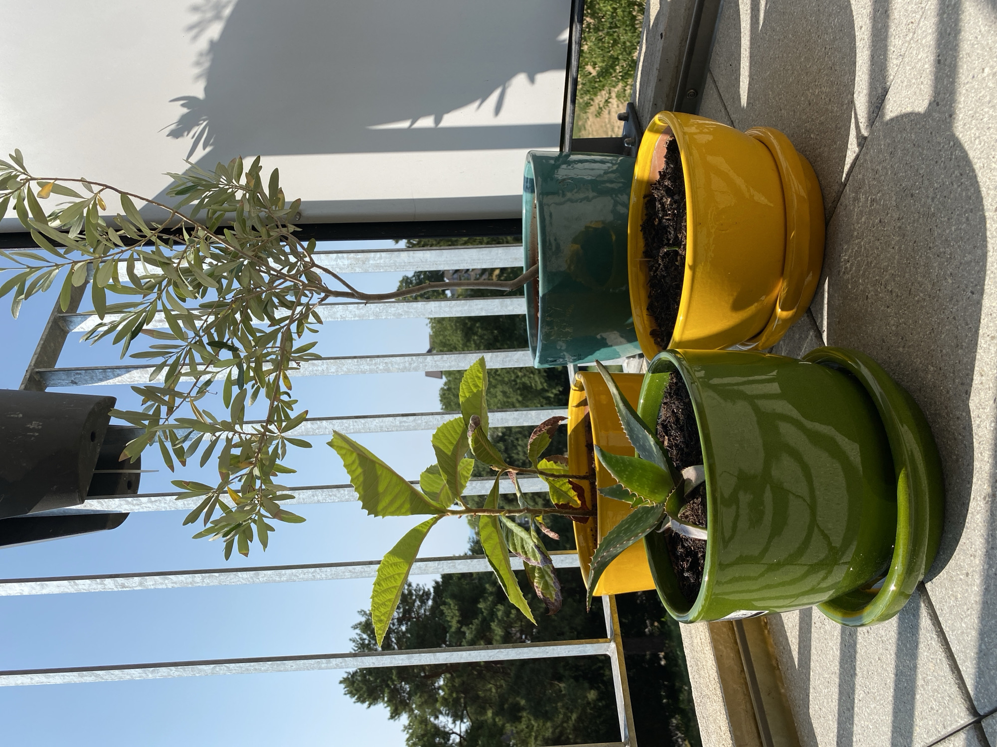 A sunny day on a balcony in Milvignes, Switzerland, showcases four potted plants. In the foreground, a vibrant green ceramic pot holds an aloe vera plant. To its right, a yellow ceramic pot contains dark soil, with a tiny sprout emerging. Behind these, a yellow ceramic pot holds two leafy plants with serrated edges. The largest plant, an olive tree with slender branches and small leaves, is in a teal ceramic pot. The balcony railing, made of galvanized metal, runs horizontally across the scene. Beyond the railing, lush green trees and a clear blue sky are visible, with a white wall casting a shadow on the right side of the frame.