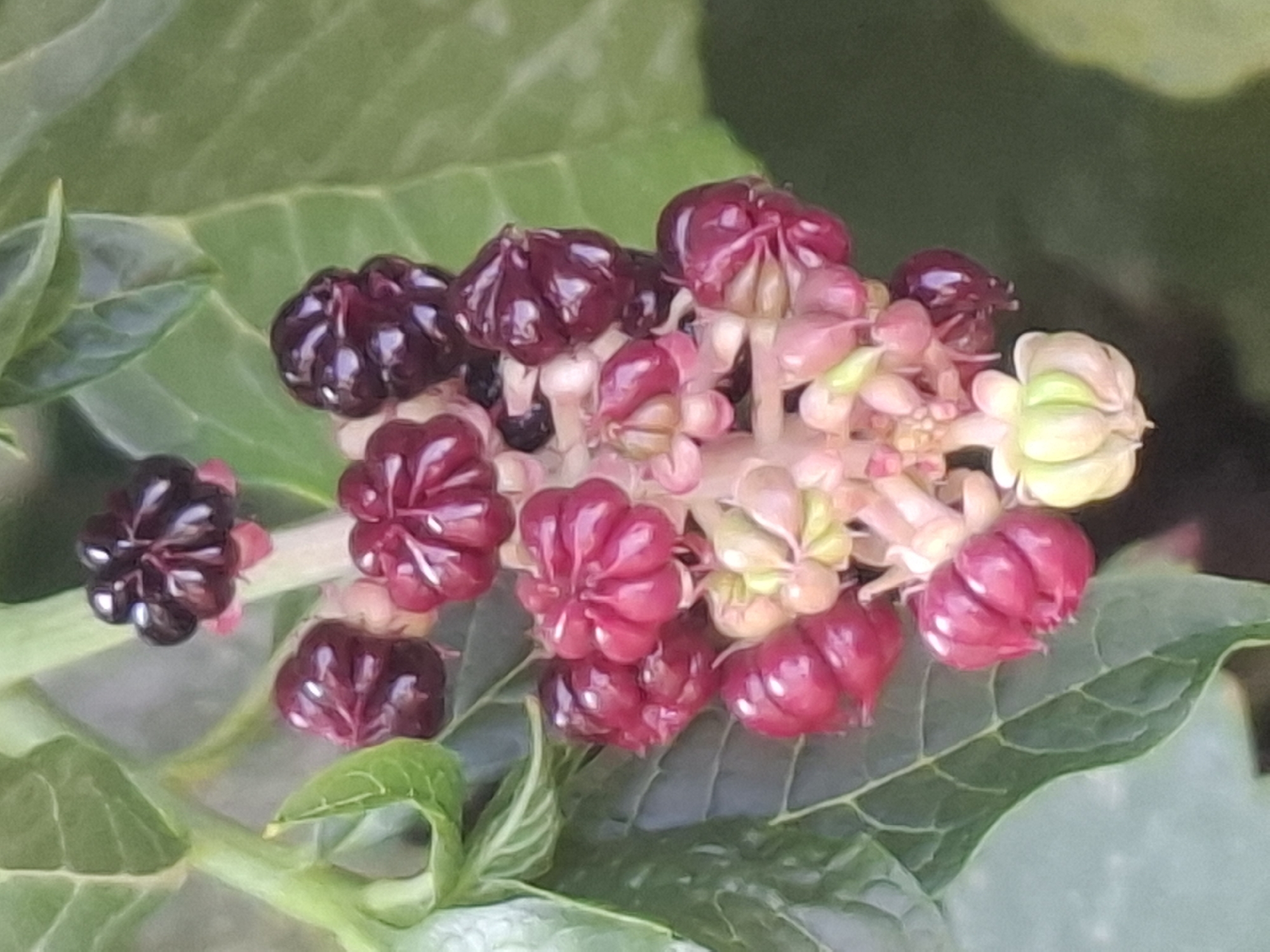The image shows a close-up of a cluster of pokeweed berries. The berries are dark purple to black, with a glossy sheen, and are arranged on a fleshy stem. Some berries are ripe, while others are still in earlier stages of development, appearing pinkish-red and lighter green. The berries have a segmented appearance. The background consists of blurred green leaves and stems, suggesting a natural outdoor environment. The image does not contain any information or context related to the city of Almaty, Kazakhstan.
